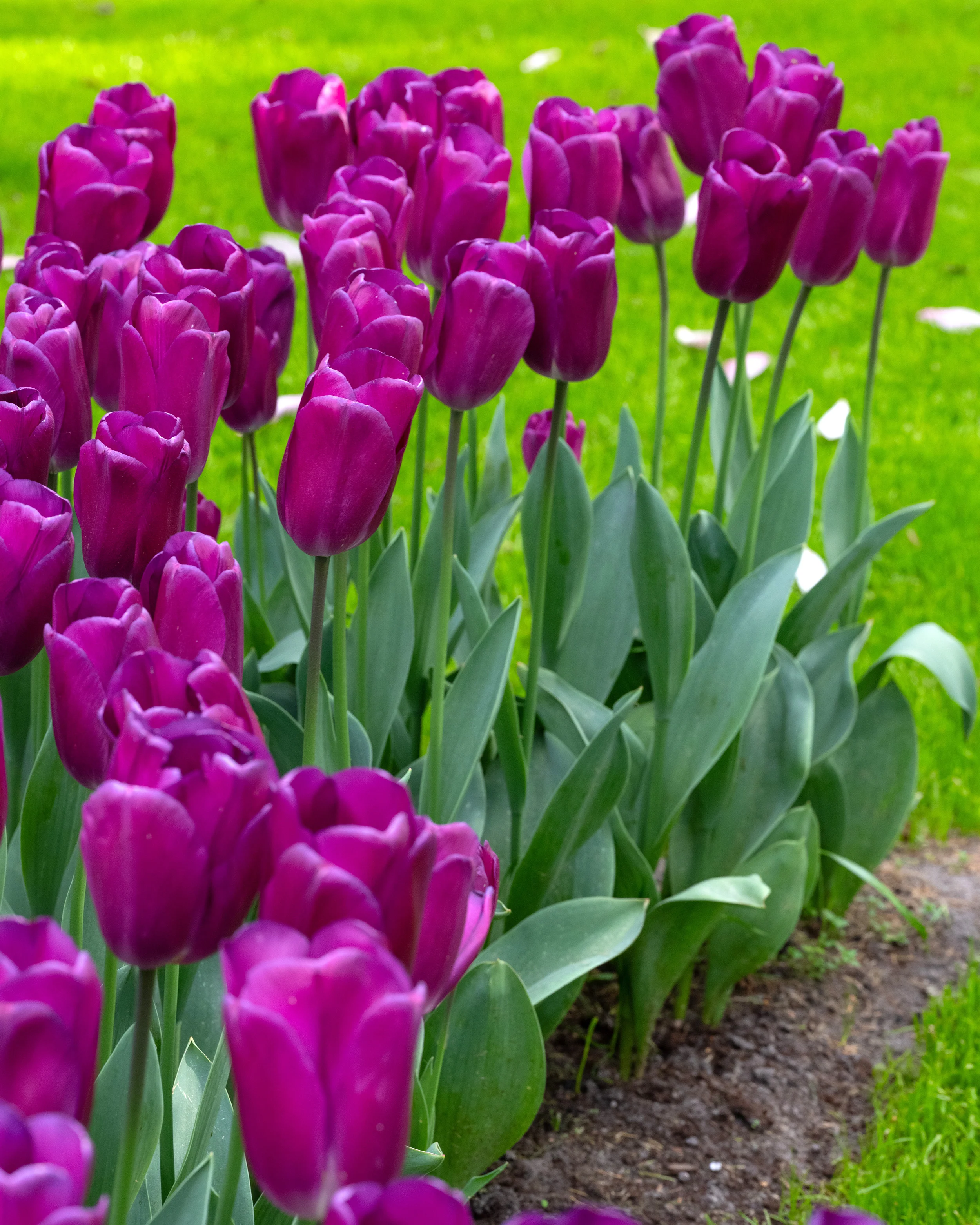Tulip 'Roeska' - Image 8