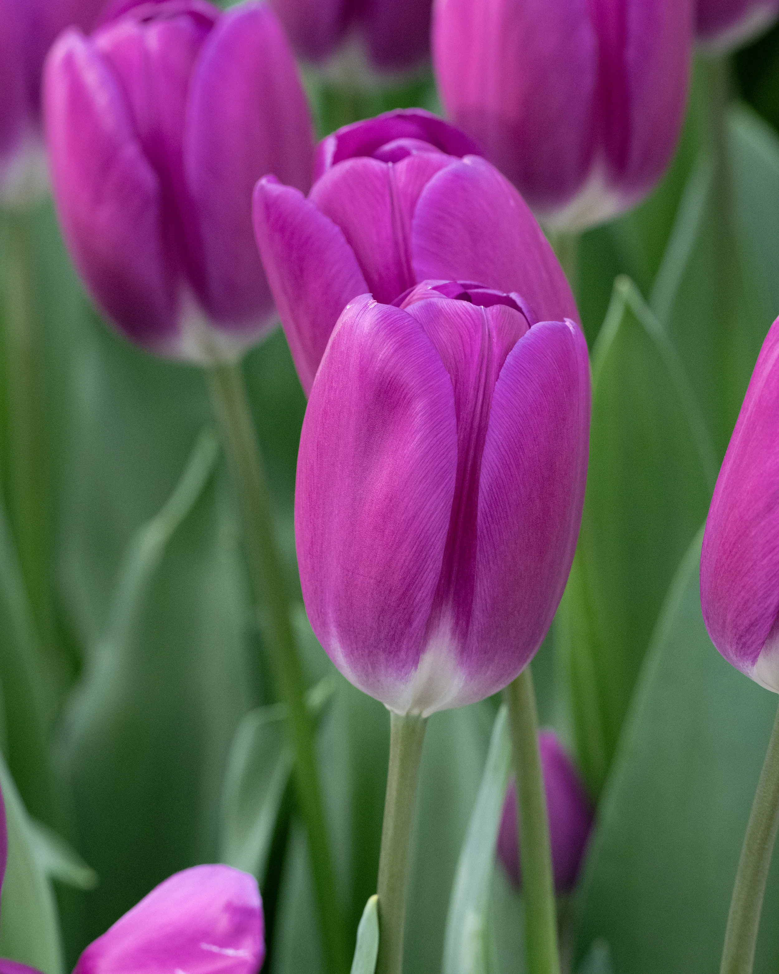 Tulip 'Roeska' - Image 9