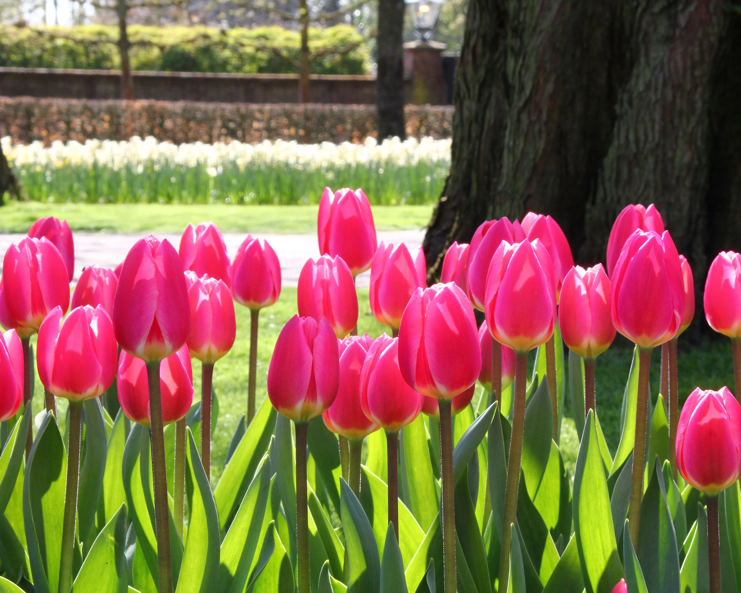 Tulip 'Rosy Delight' - Image 3