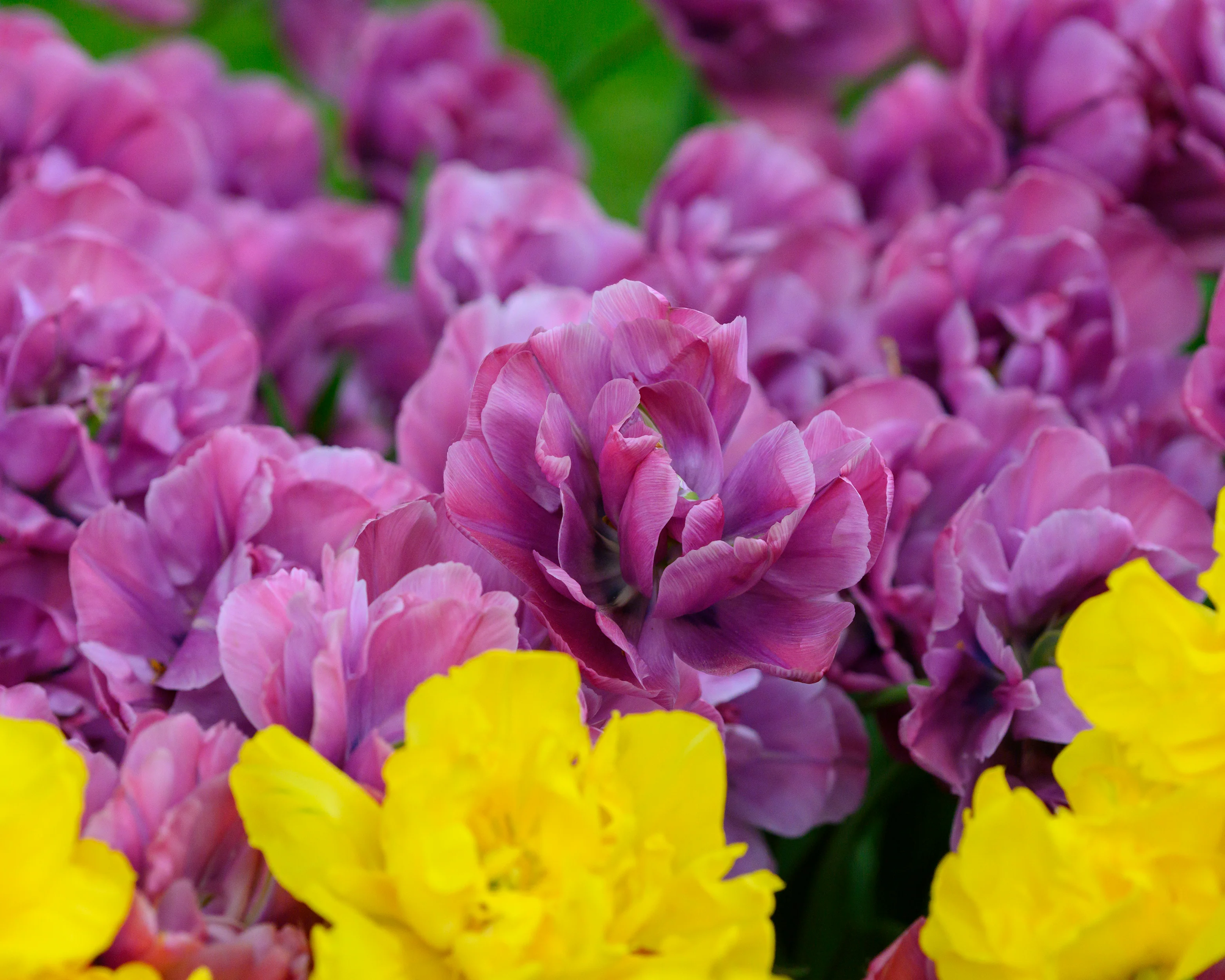 Tulip 'Rosy Diamond' - Image 3