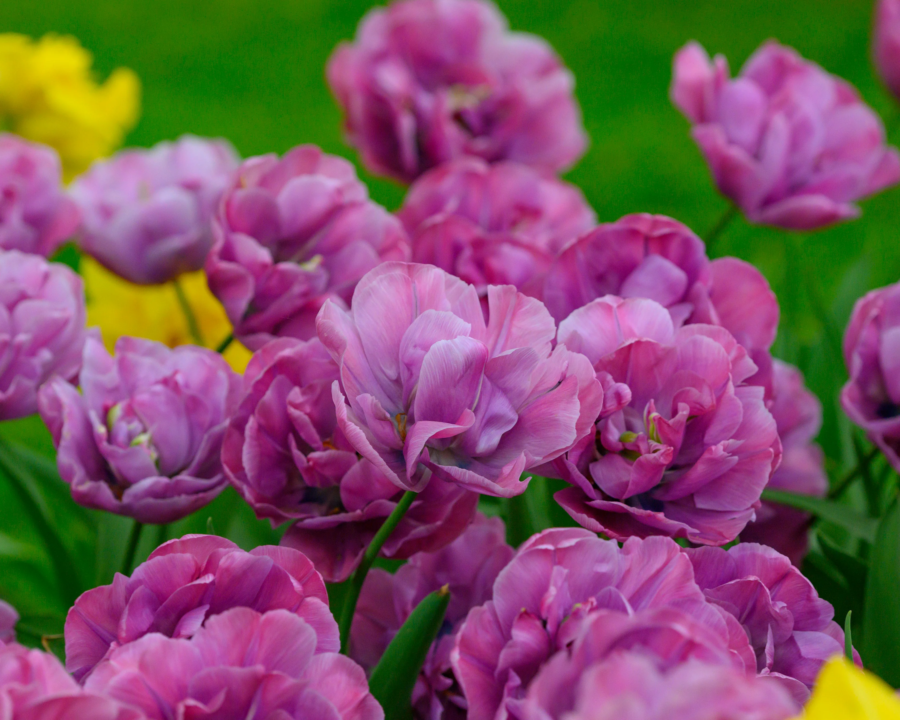 Tulip 'Rosy Diamond' - Image 4