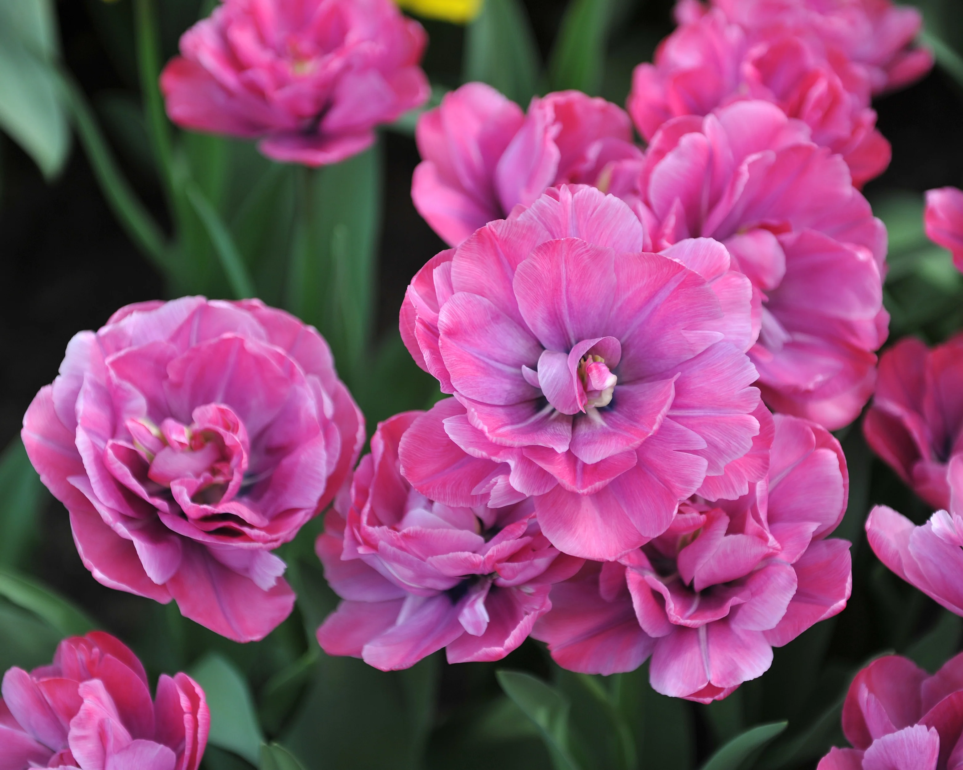Tulip 'Rosy Diamond' - Image 7