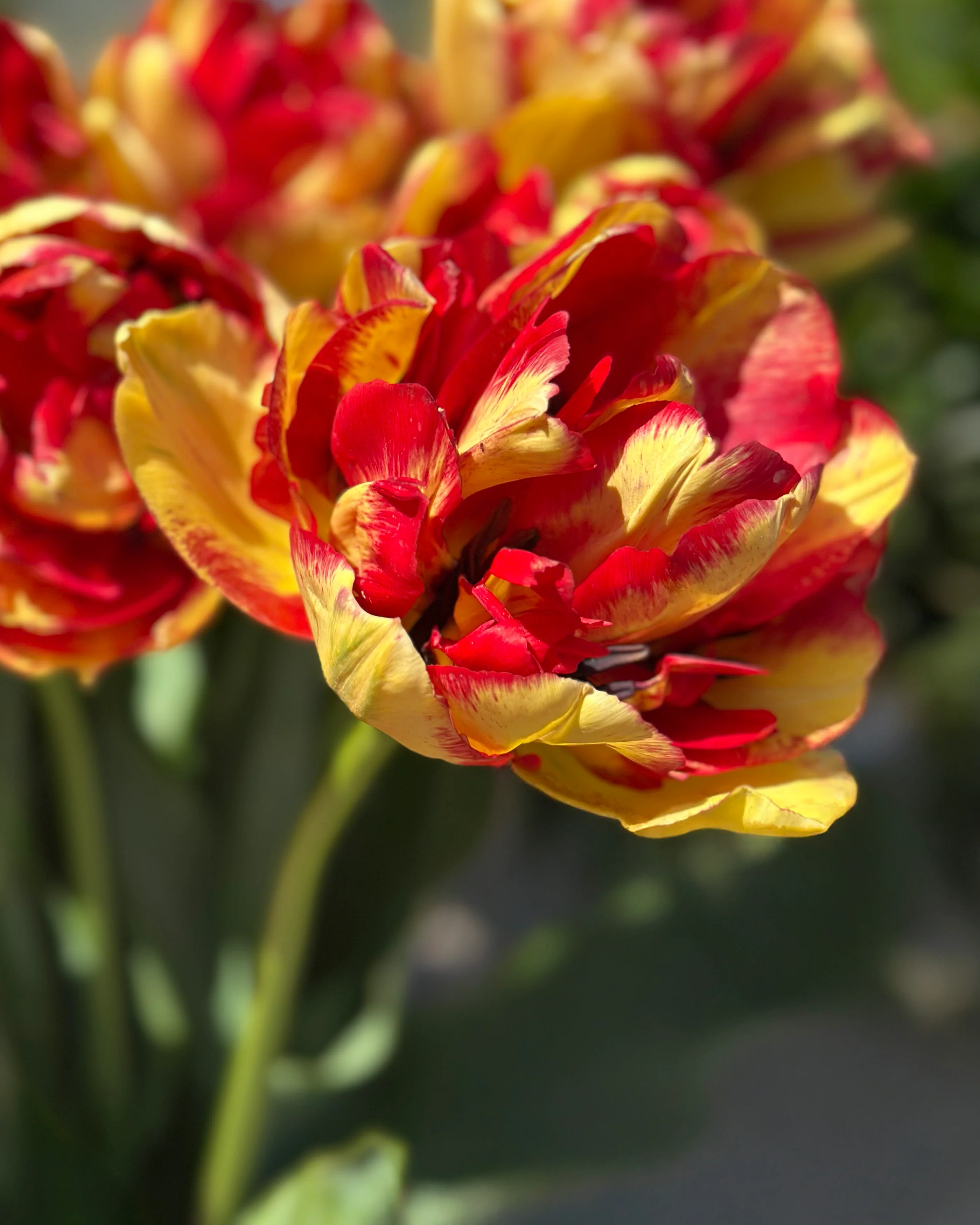 Tulip 'Mayfair' - Image 2