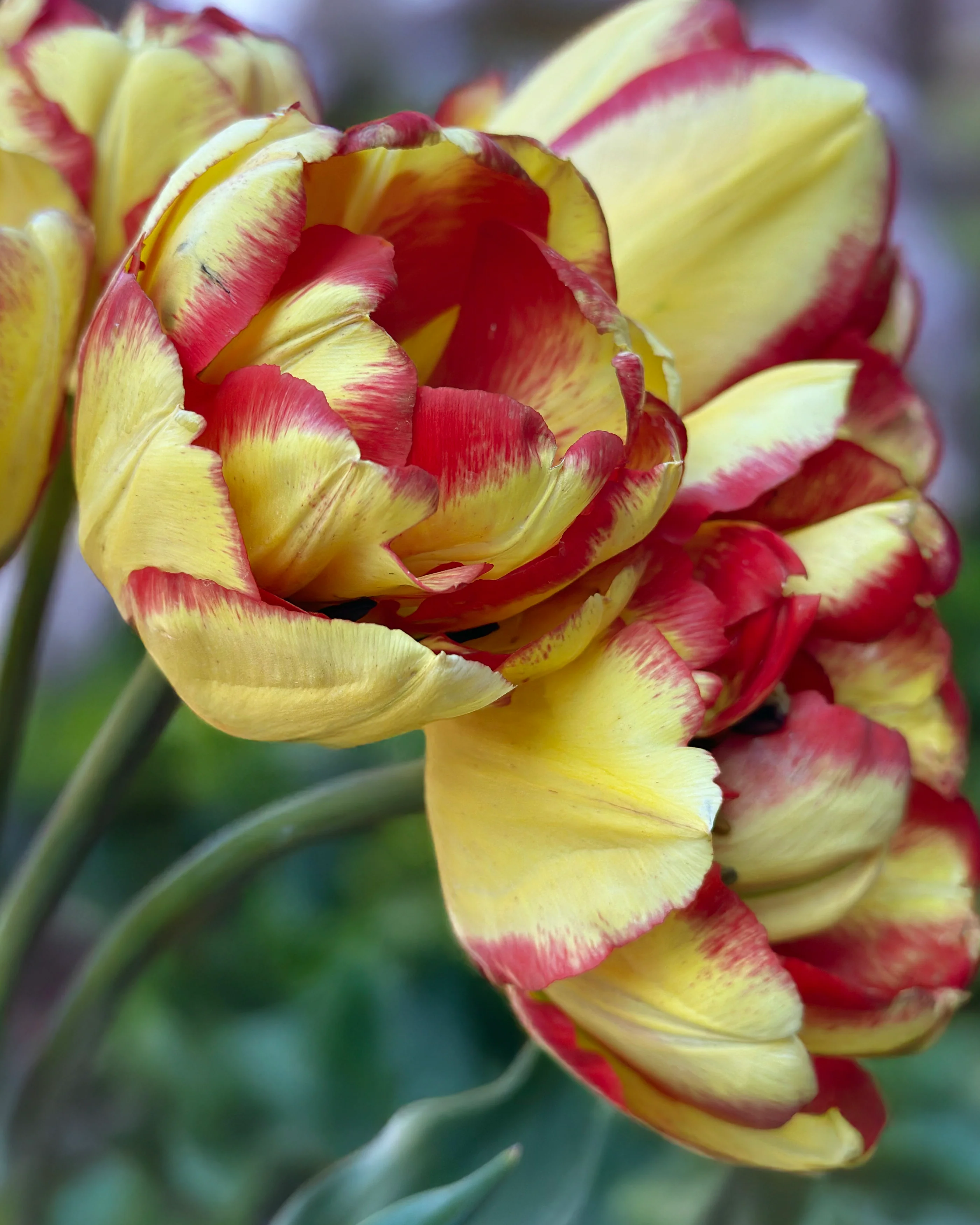 Tulip 'Mayfair' - Image 6