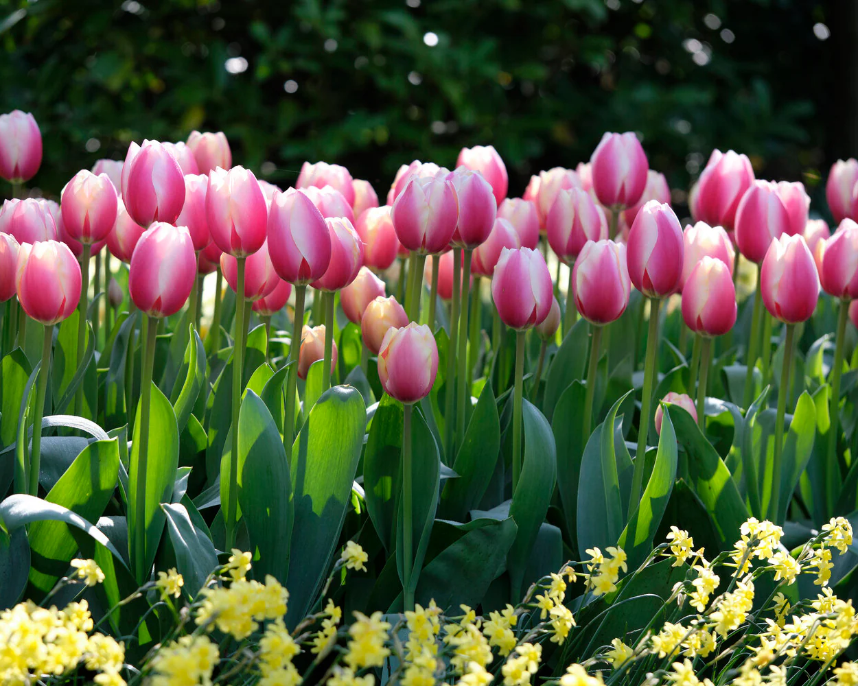 Tulip 'Russian Princess' - Image 4