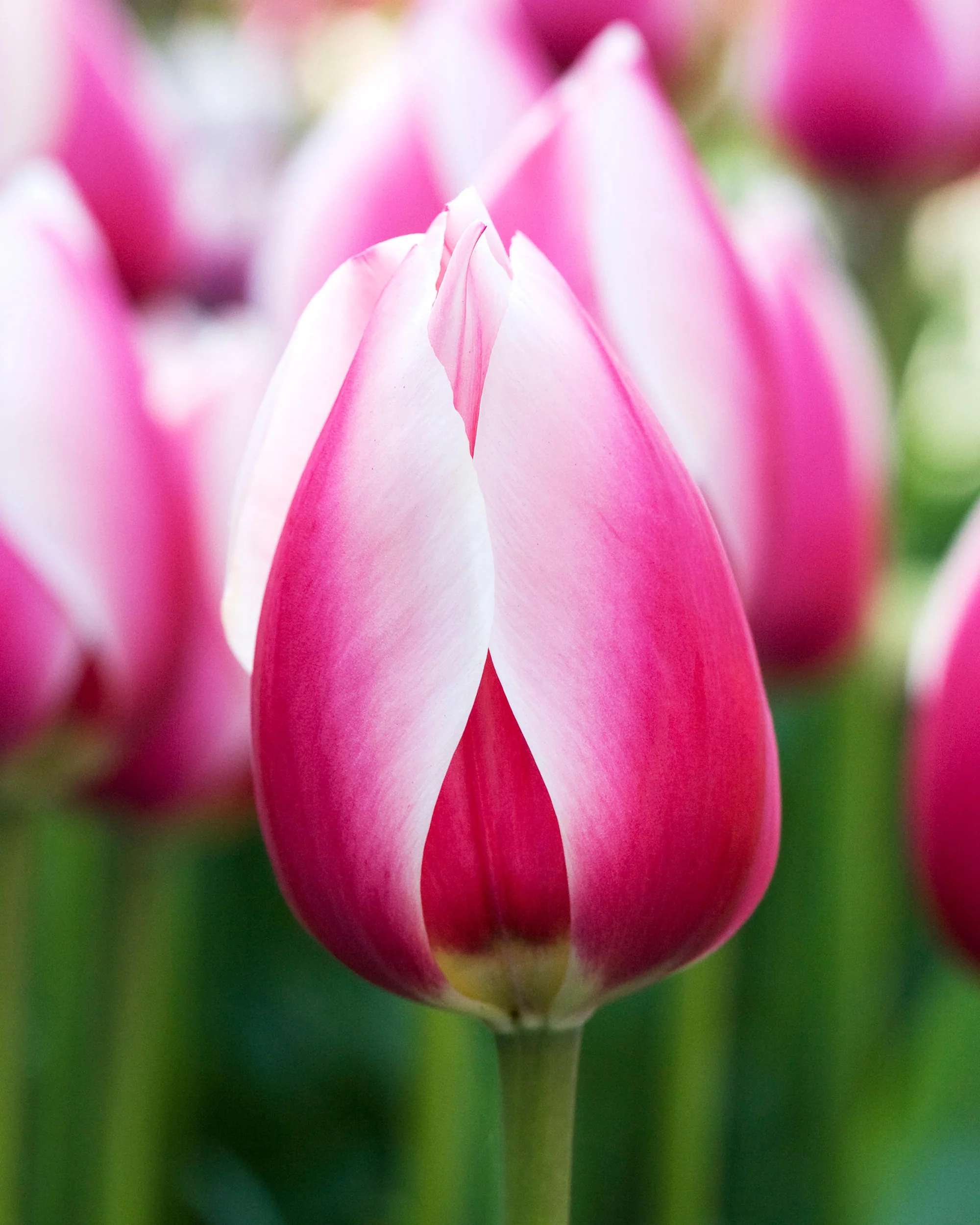Tulip 'Russian Princess' - Image 5