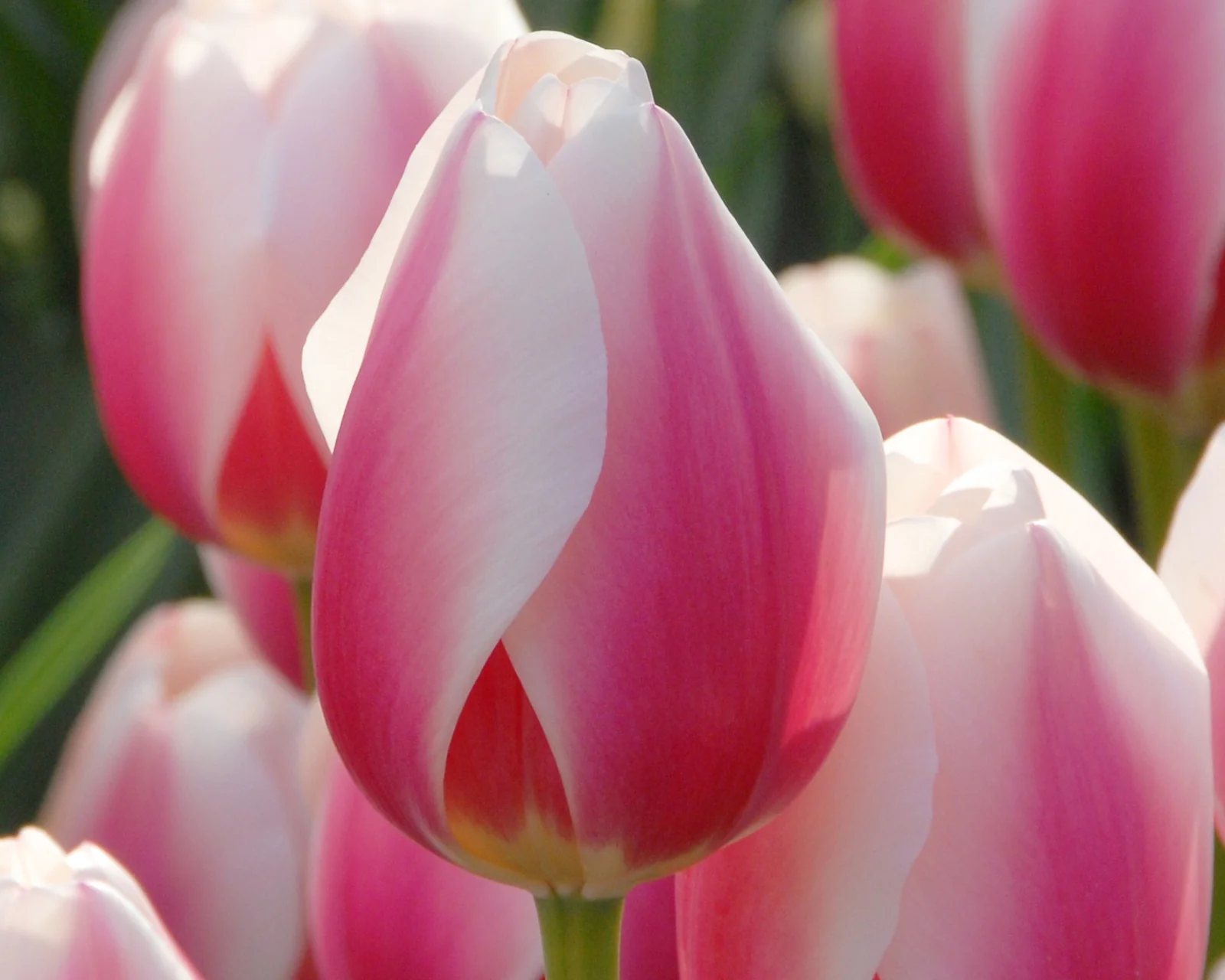 Tulip 'Russian Princess' - Image 6
