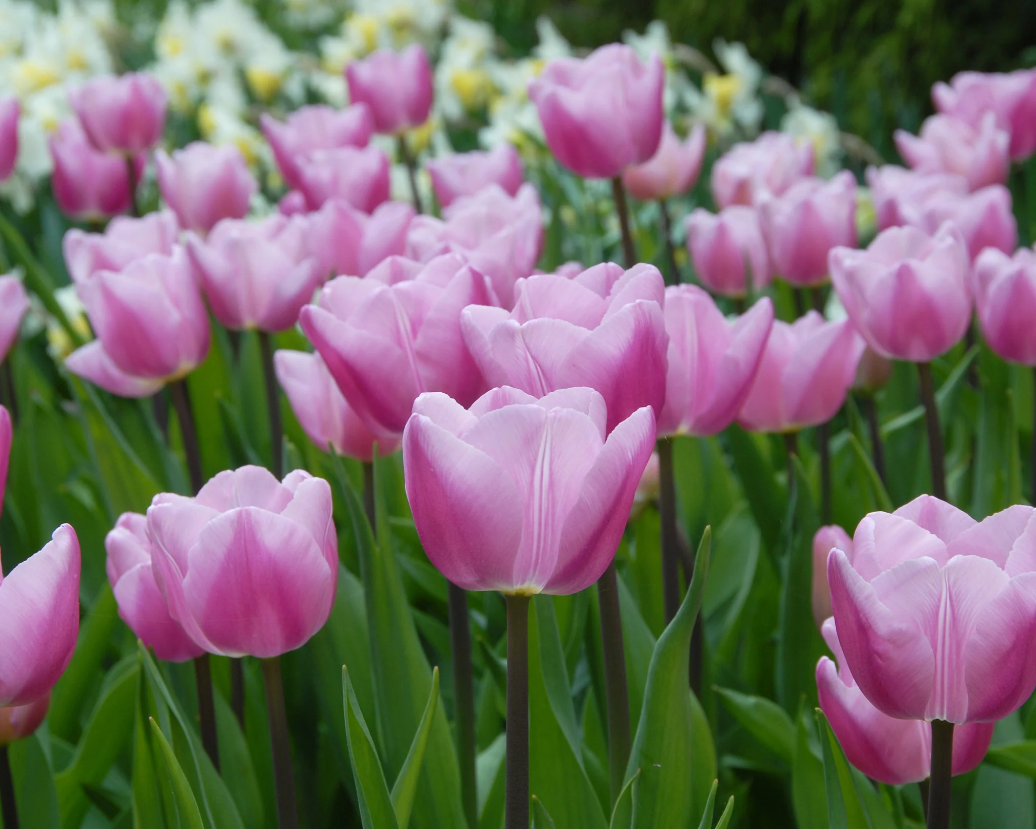 Tulip 'Saint Petersburg' - Image 2