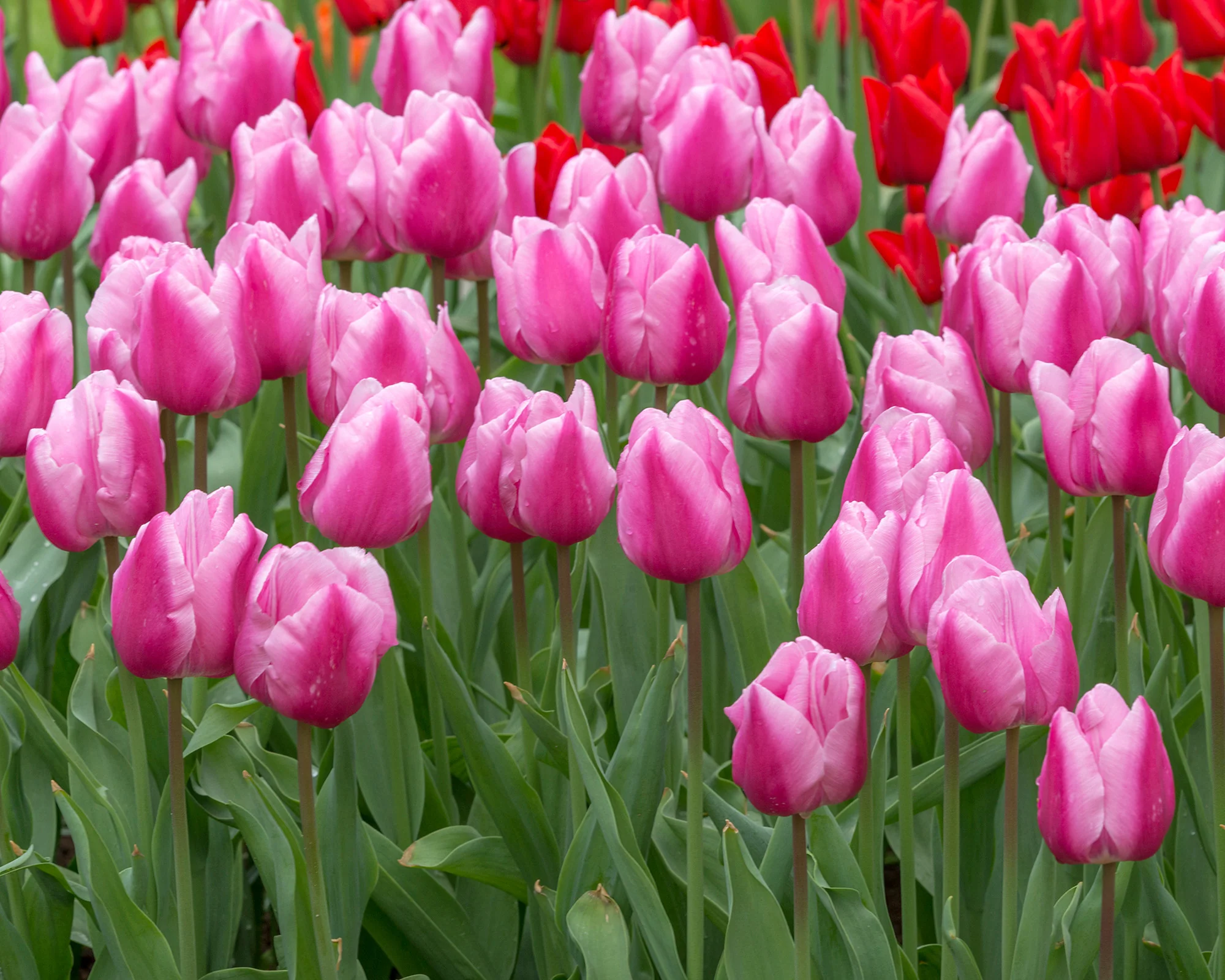 Tulip 'Saint Petersburg' - Image 3