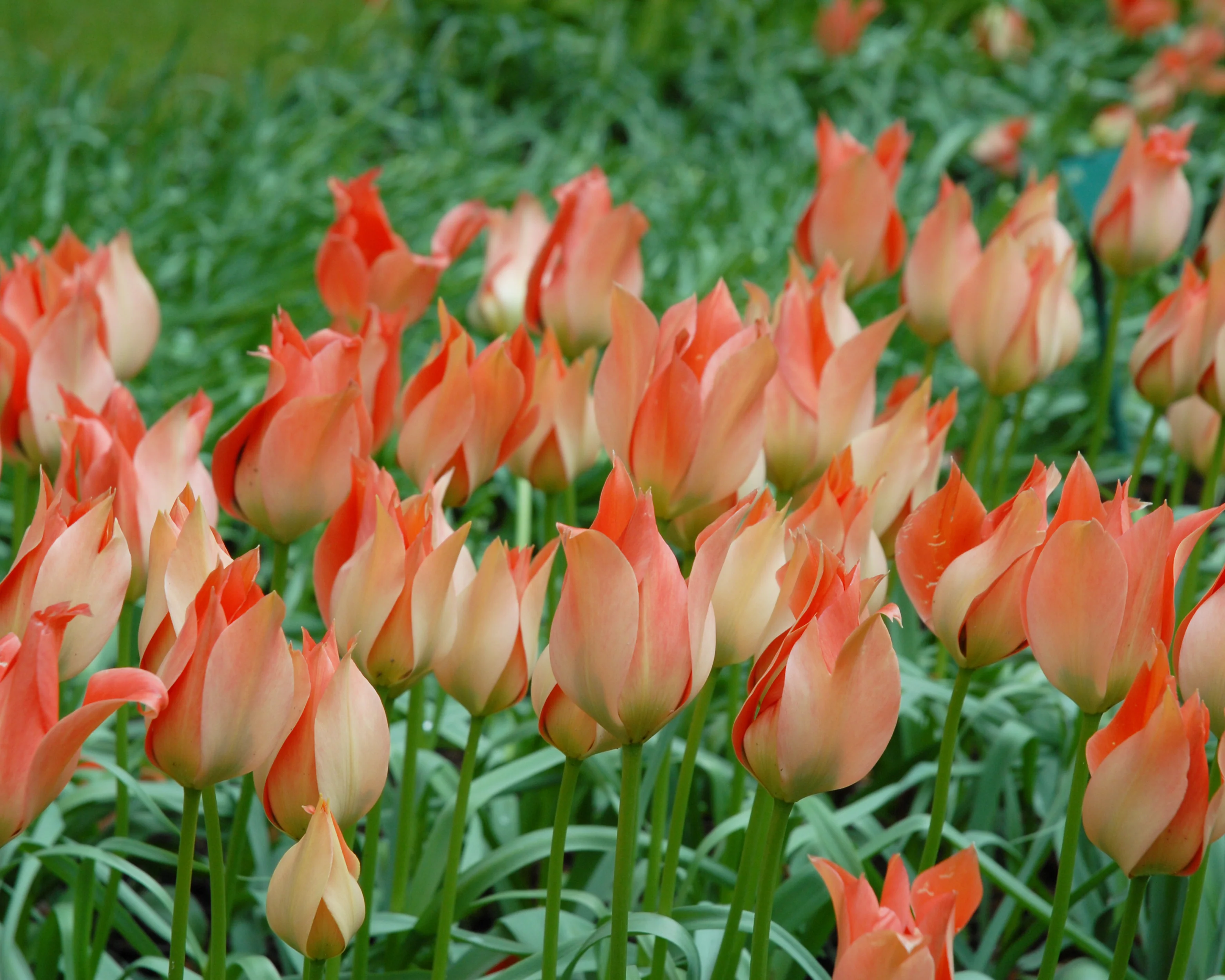Tulip 'Salmon Gem' - Image 3