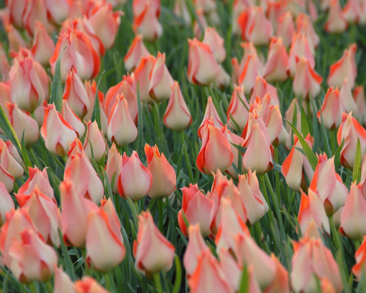 Tulip 'Salmon Gem' - Image 4
