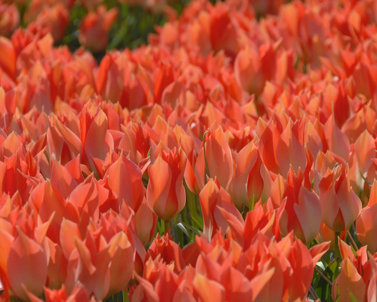Tulip 'Salmon Gem' - Image 5