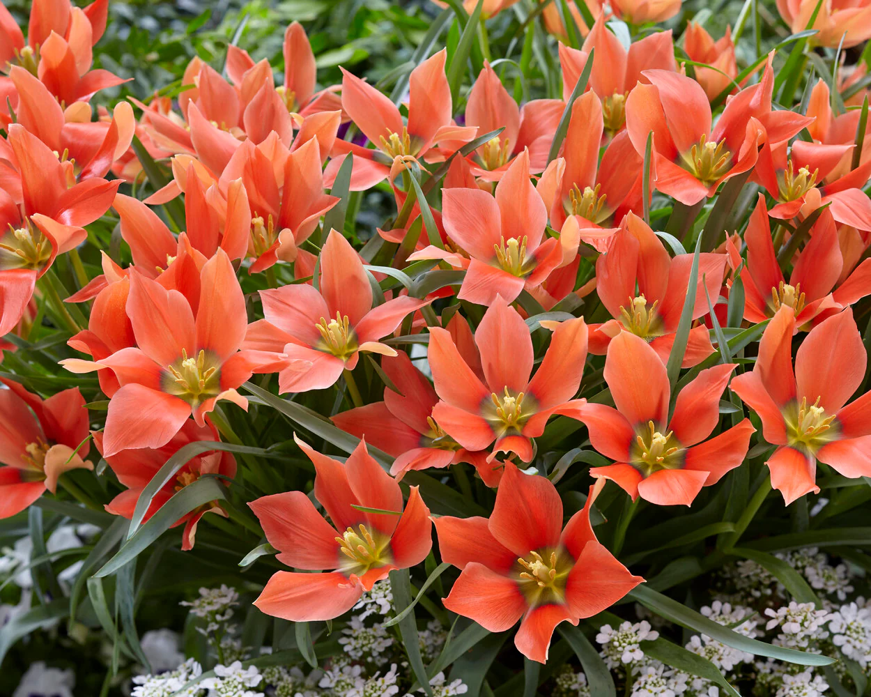 Tulip 'Salmon Gem' - Image 6
