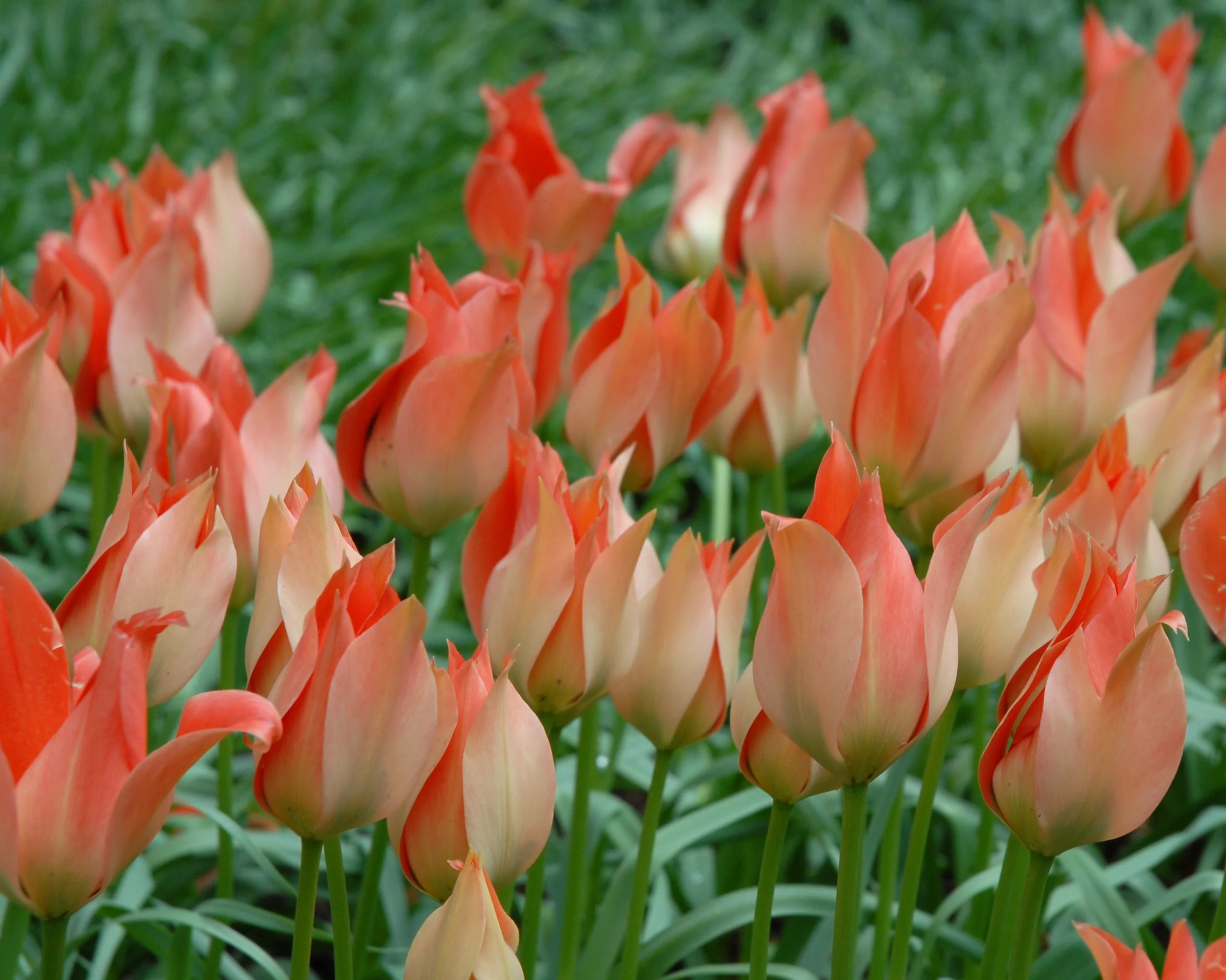 Tulip 'Salmon Gem' - Image 7