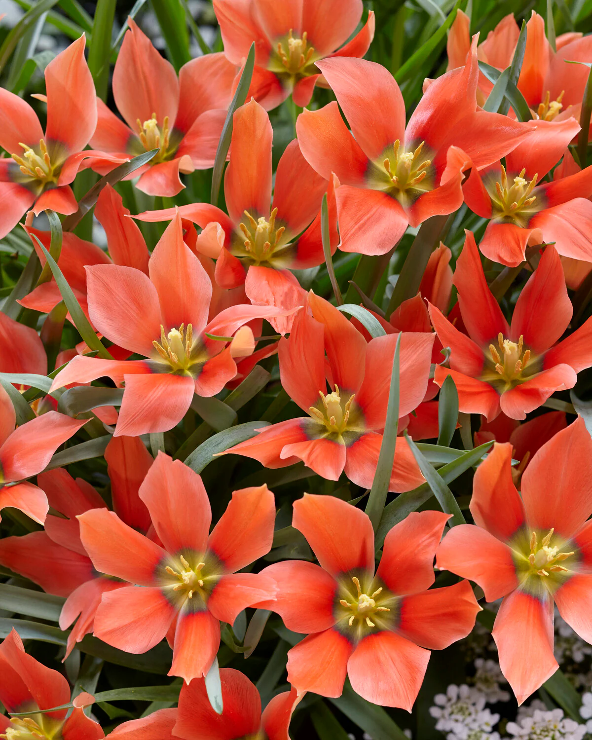 Tulip 'Salmon Gem' - Image 8