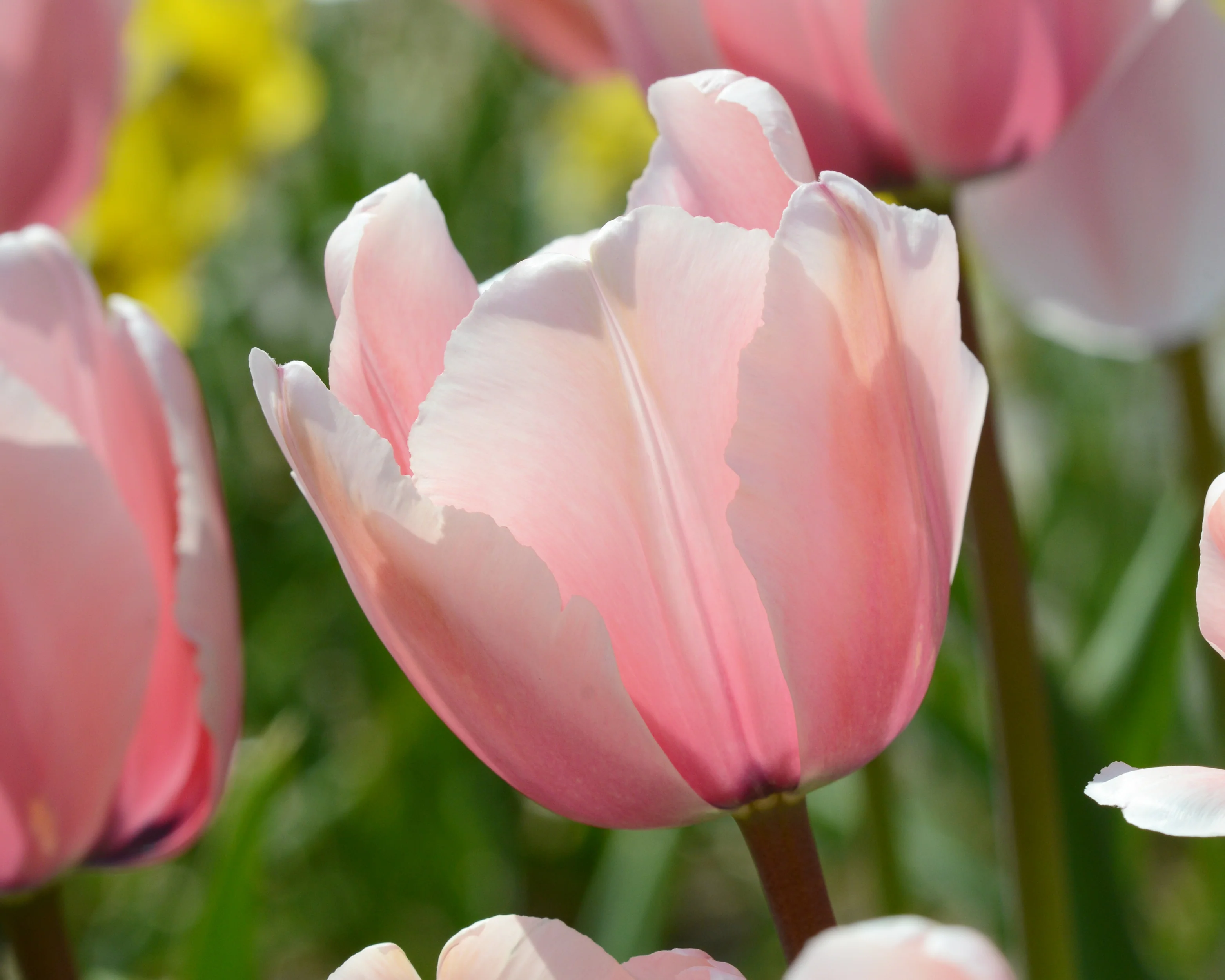 Tulip 'Salmon Impression' - Image 16