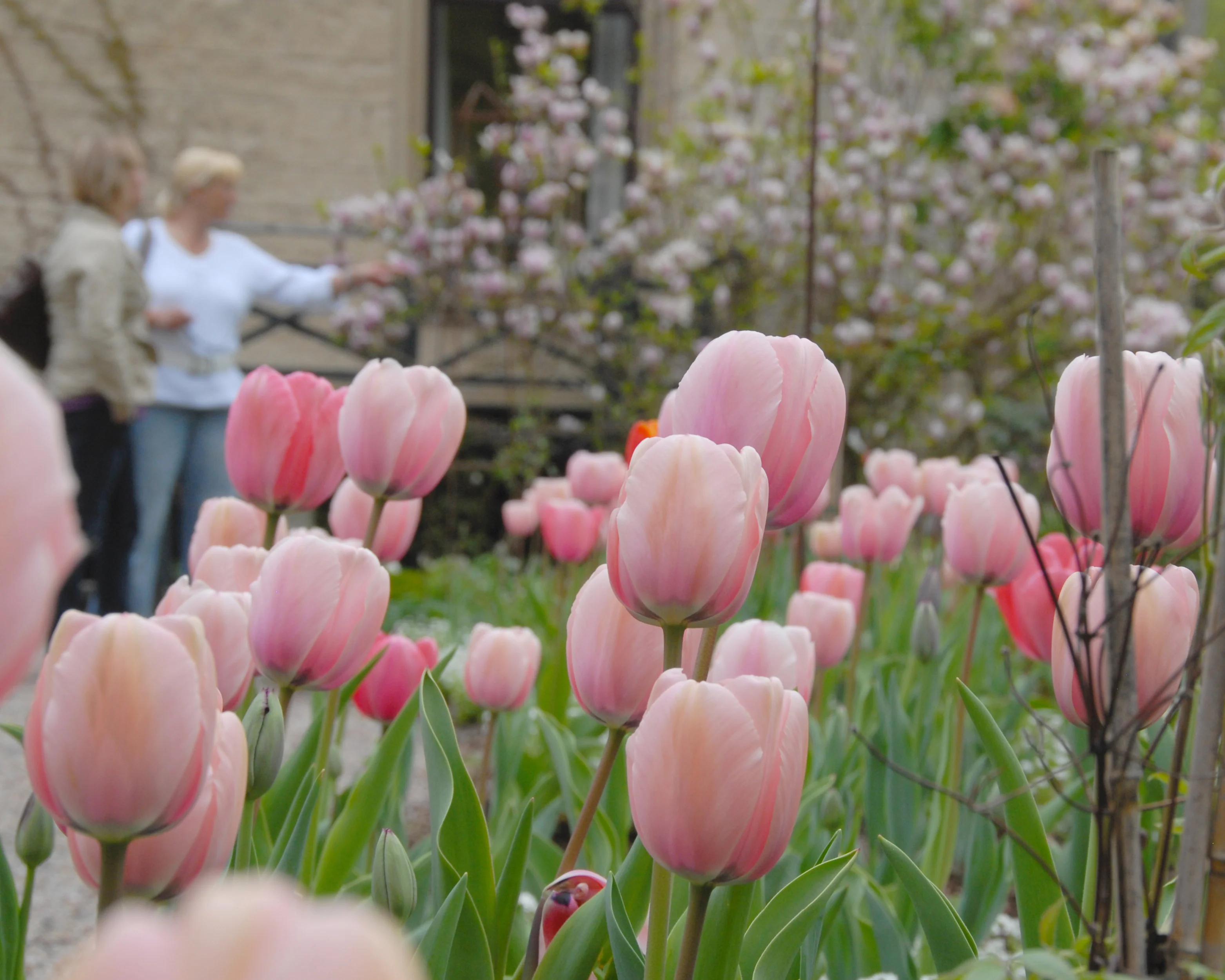 Tulip 'Salmon Impression' - Image 4