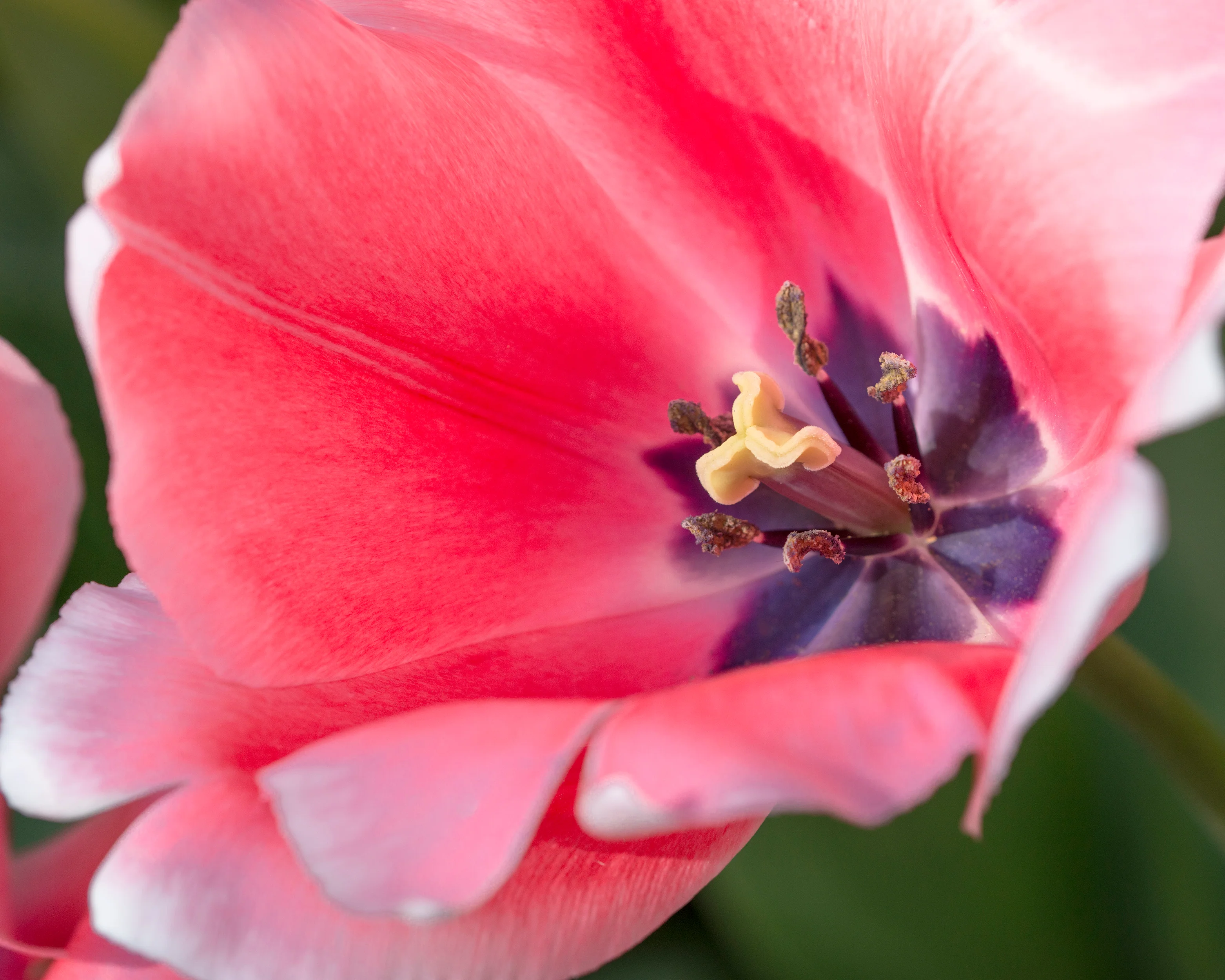 Tulip 'Salmon Impression' - Image 6