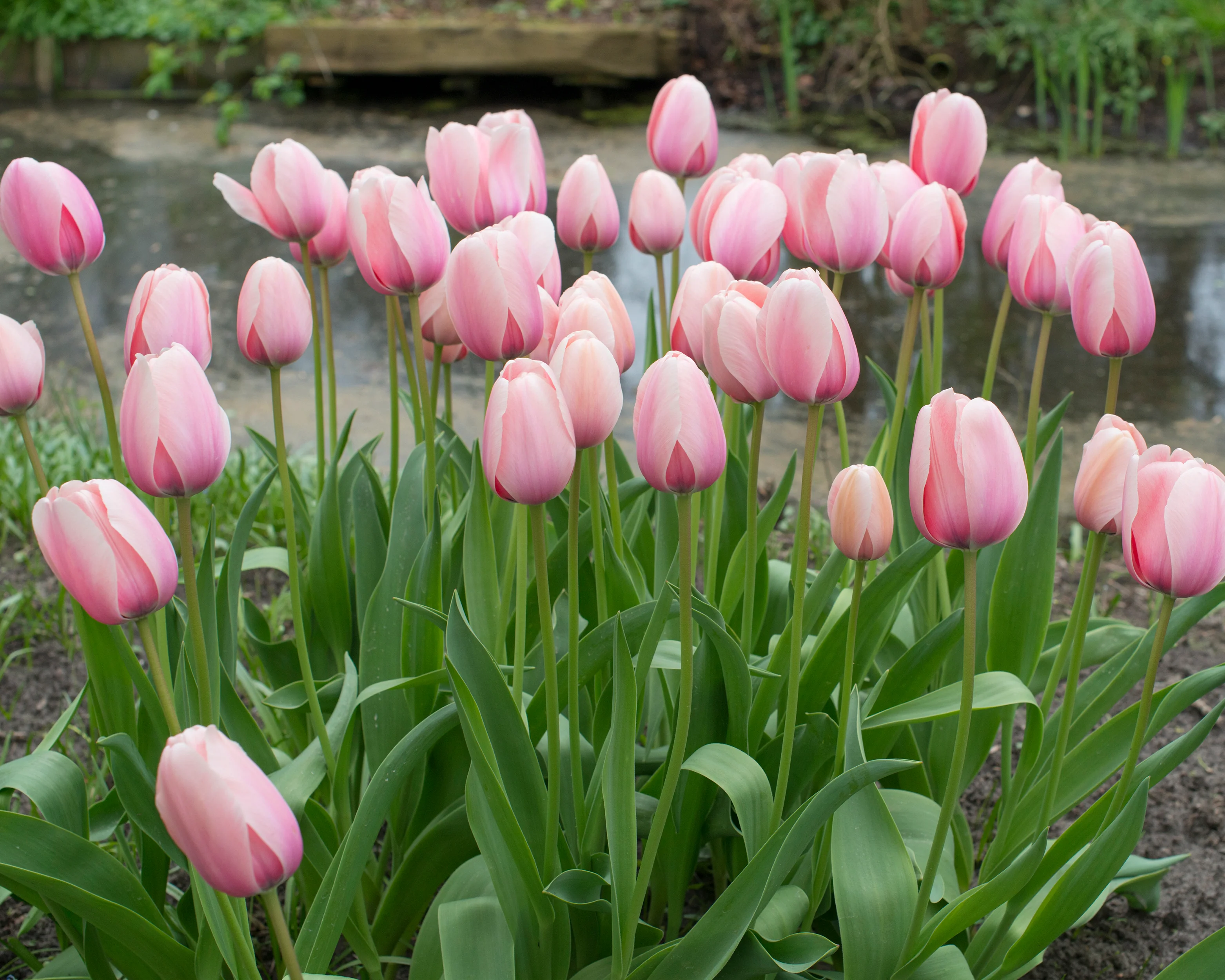 Tulip 'Salmon Impression' - Image 7