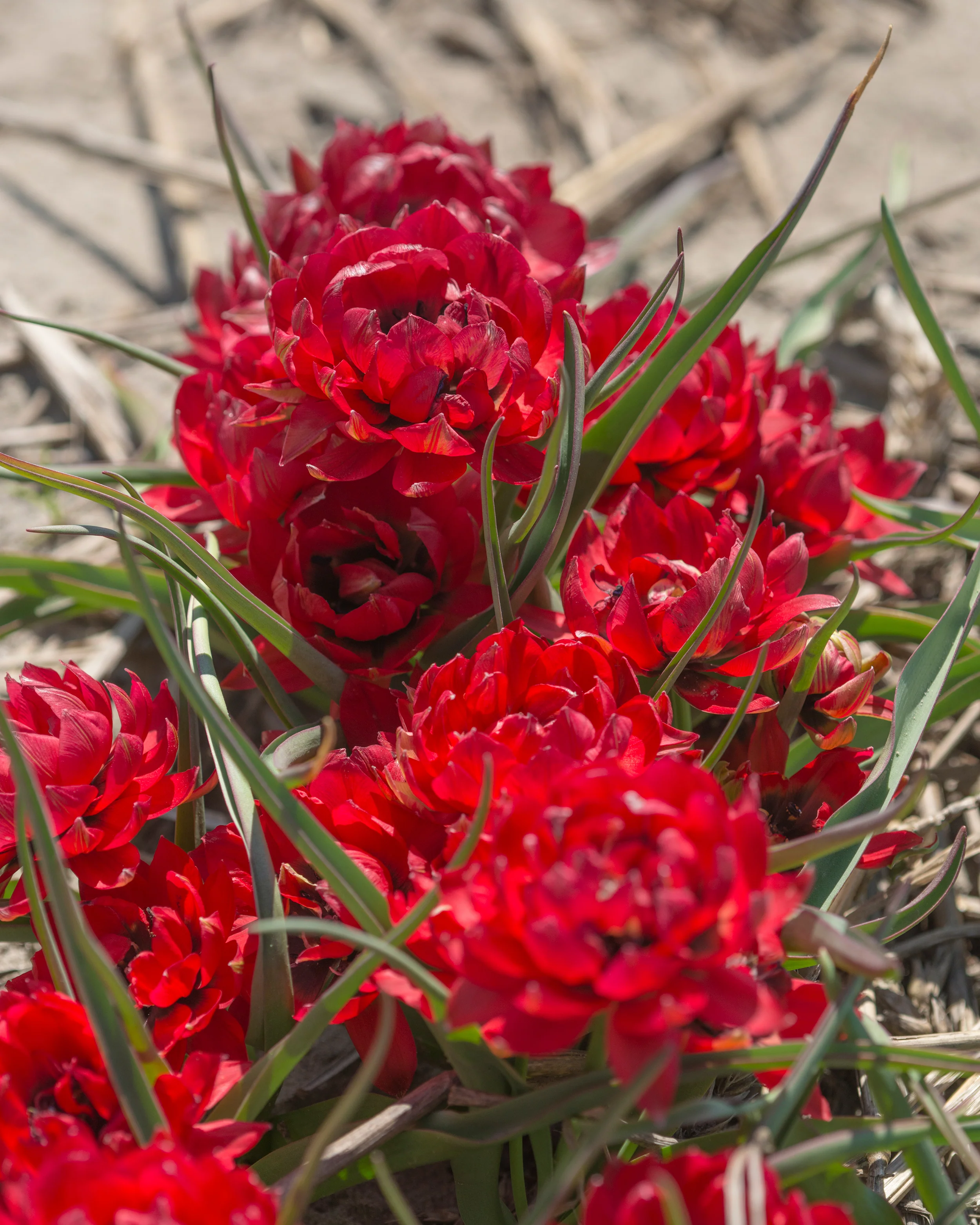 Tulip 'Samantha' - Image 5