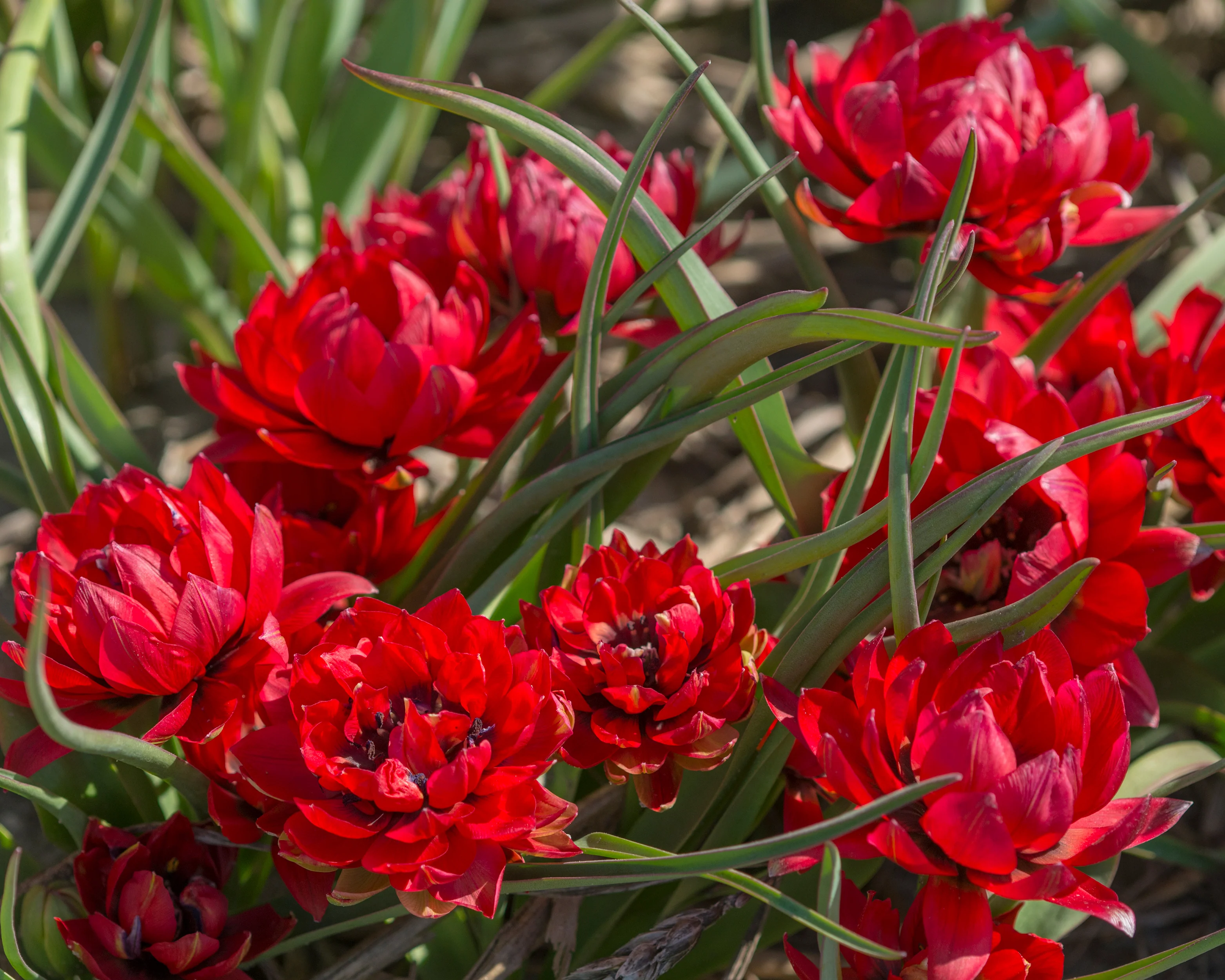 Tulip 'Samantha' - Image 6
