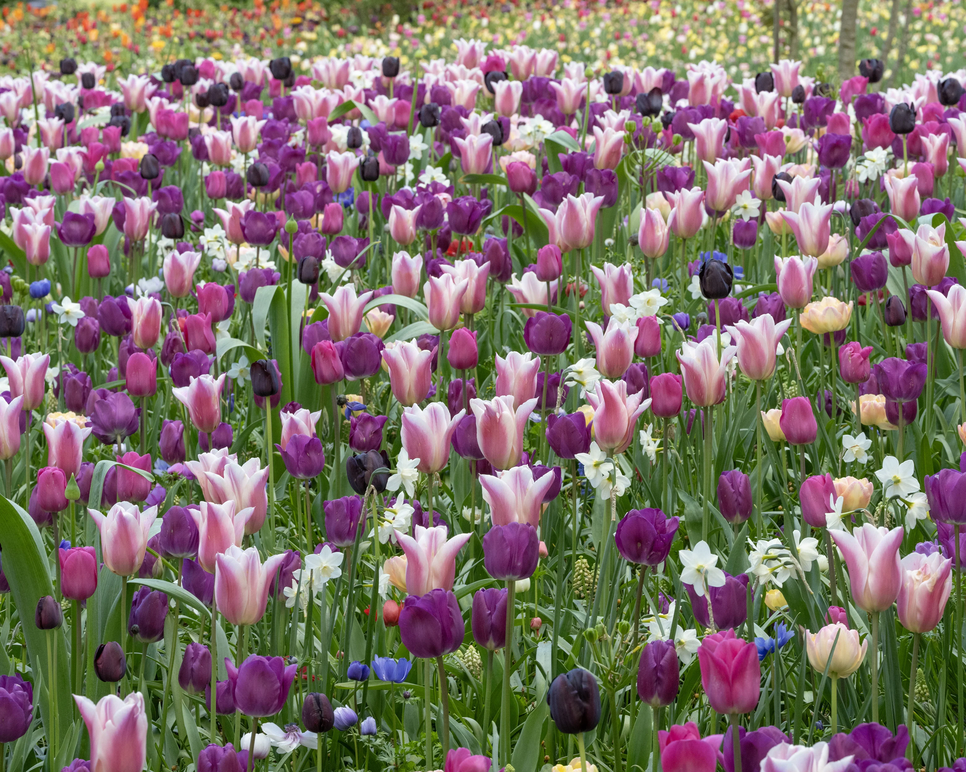 Tulip 'Sanne' - Image 11