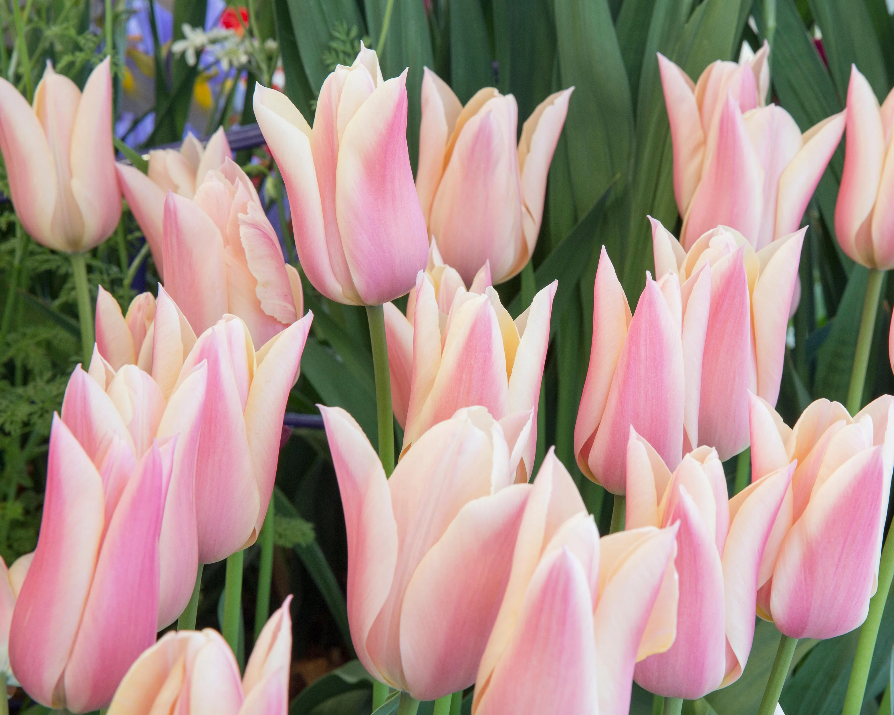 Tulip 'Sanne' - Image 3