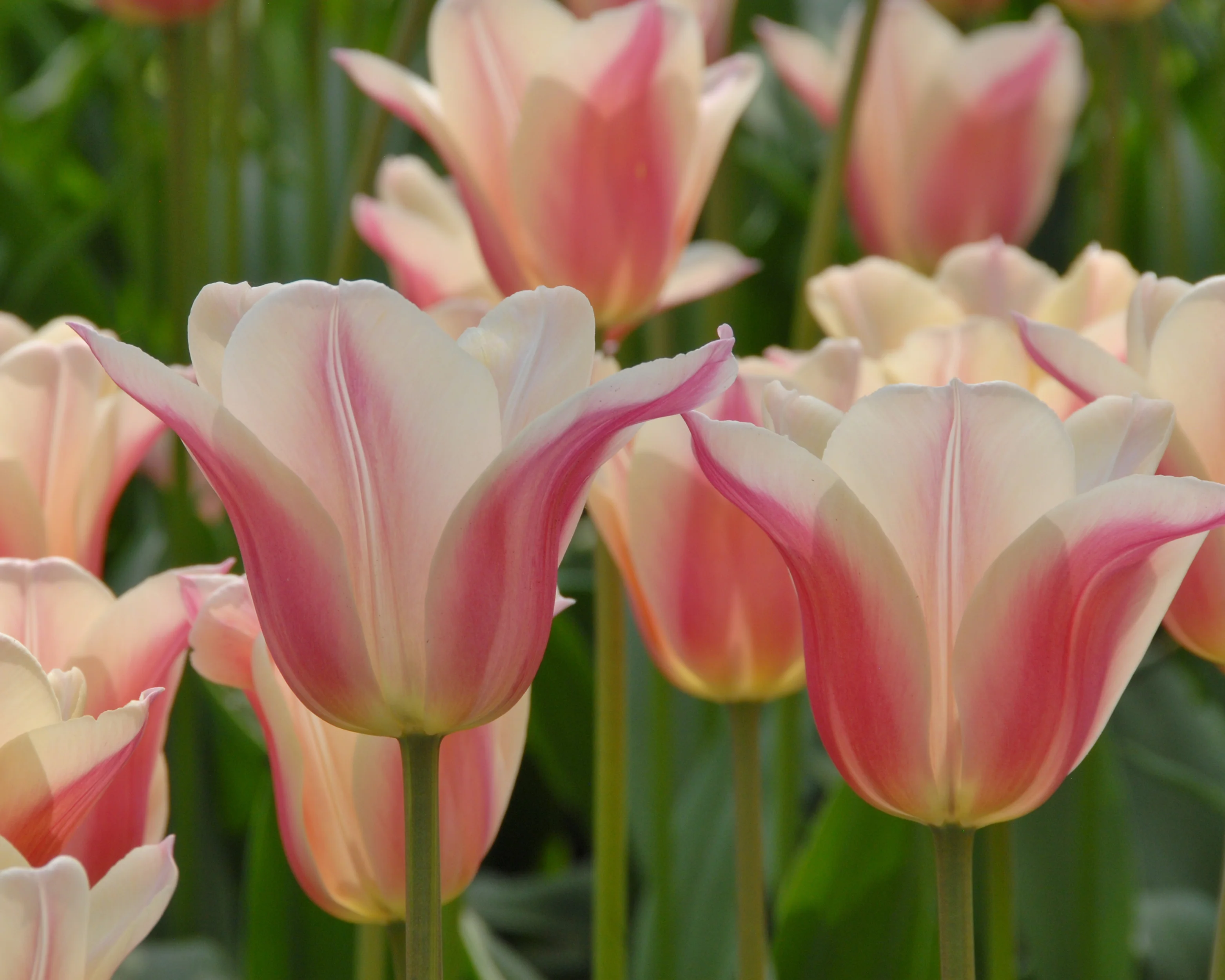 Tulip 'Sanne' - Image 5