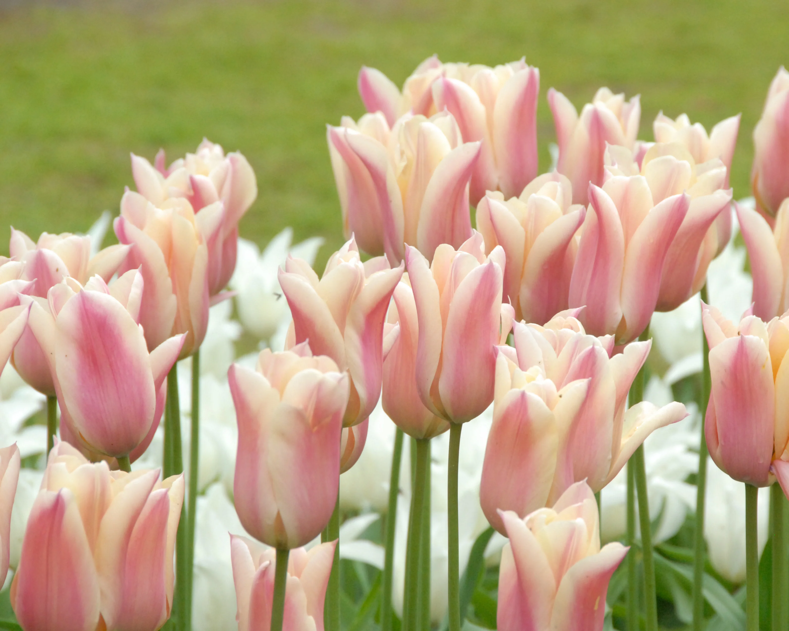 Tulip 'Sanne' - Image 7