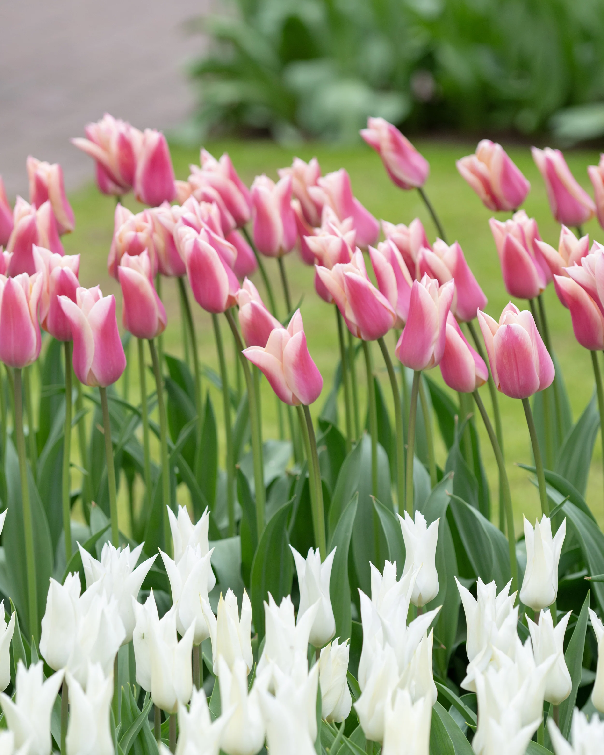 Tulip 'Sanne' - Image 8