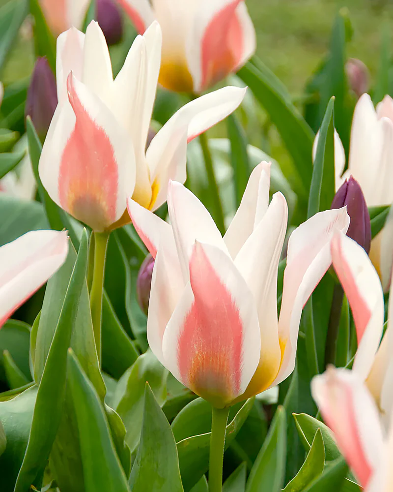 Tulip 'Serano' - Image 2