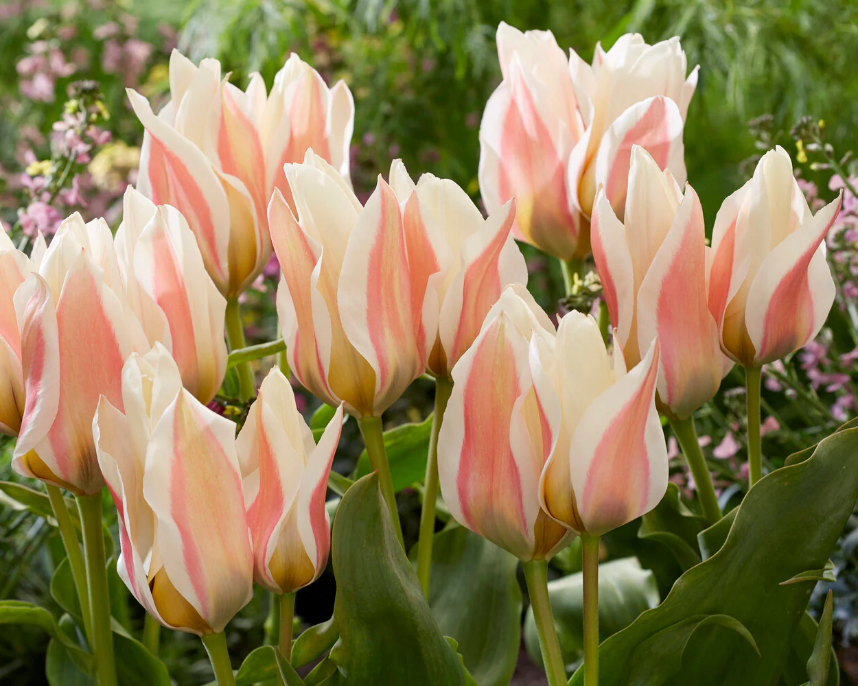 Tulip 'Serano' - Image 5