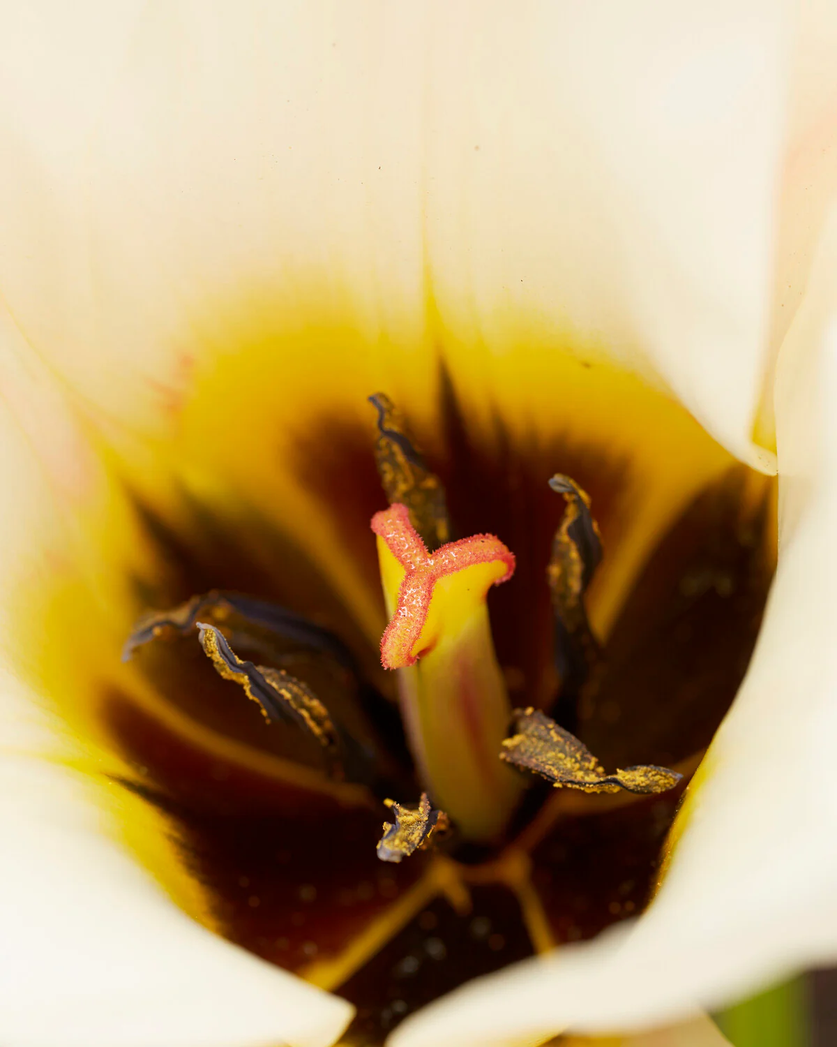 Tulip 'Serano' - Image 6