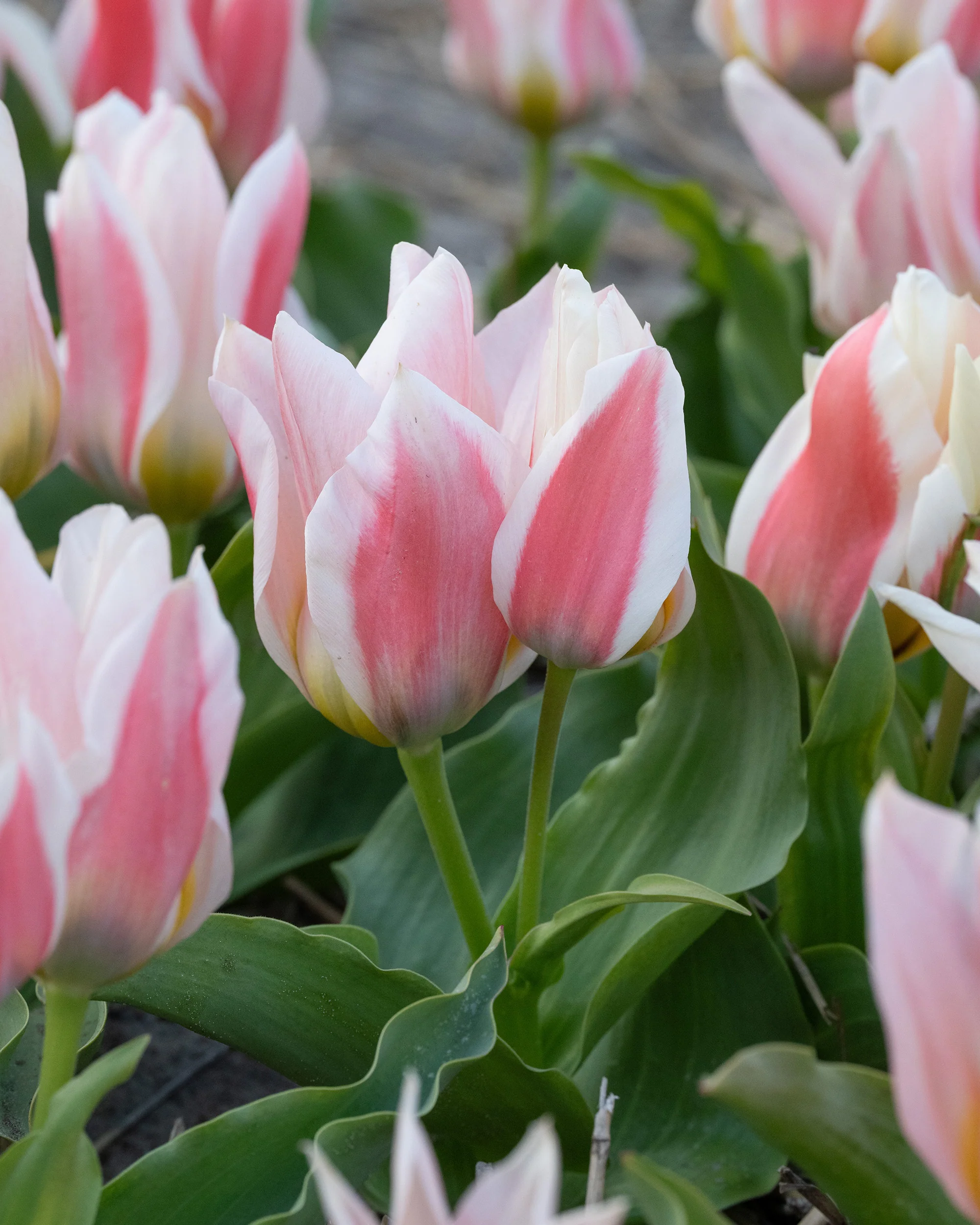 Tulip 'Serano' - Image 7