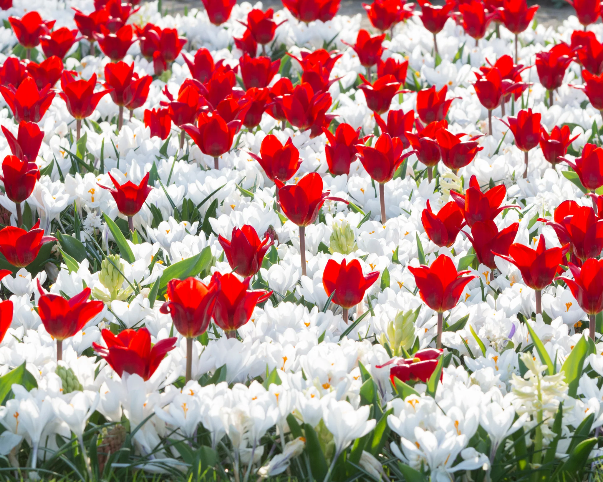 Tulip 'Showwinner' - Image 3