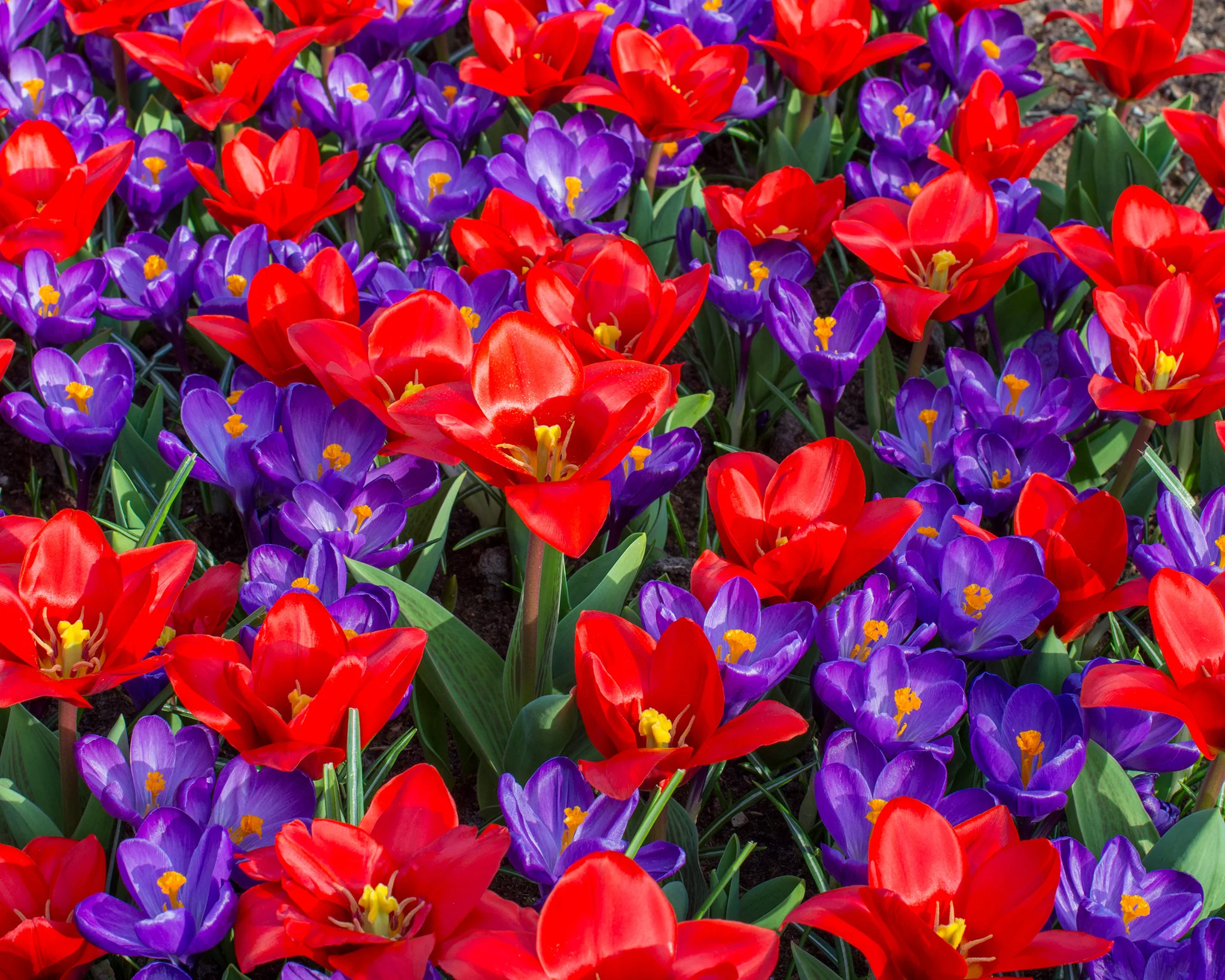 Tulip 'Showwinner' - Image 5