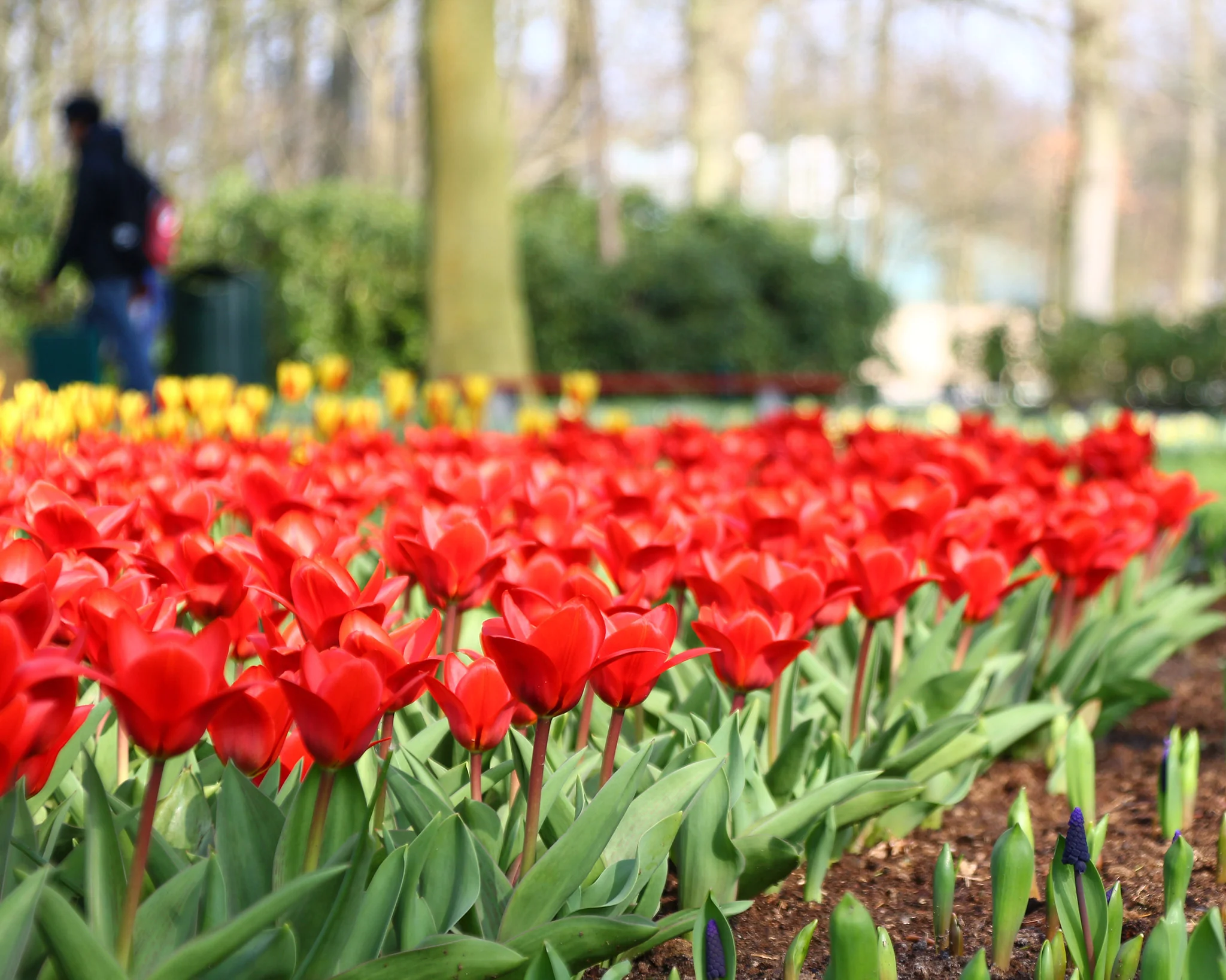 Tulip 'Showwinner' - Image 6
