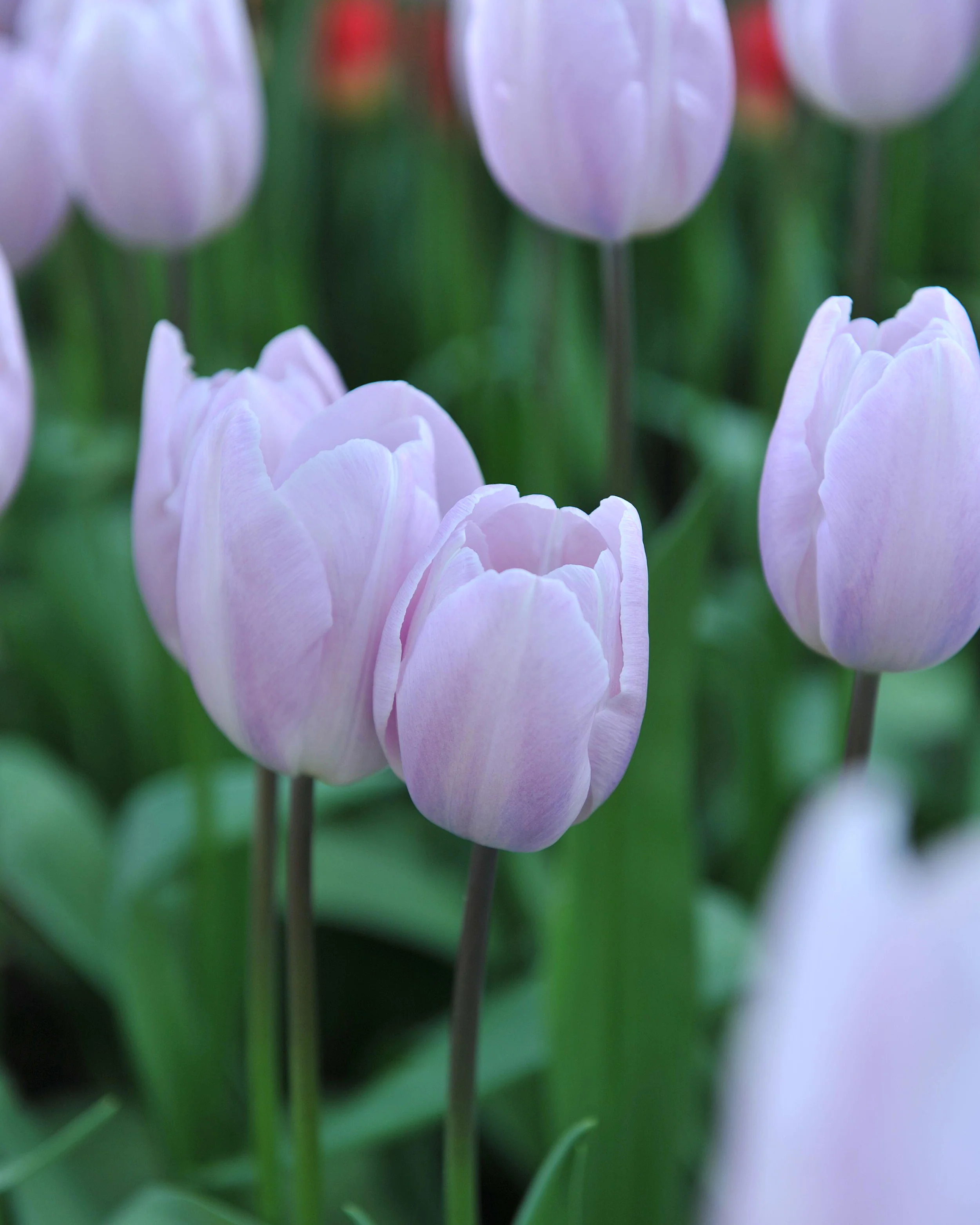 Tulip 'Silver Cloud' - Image 12