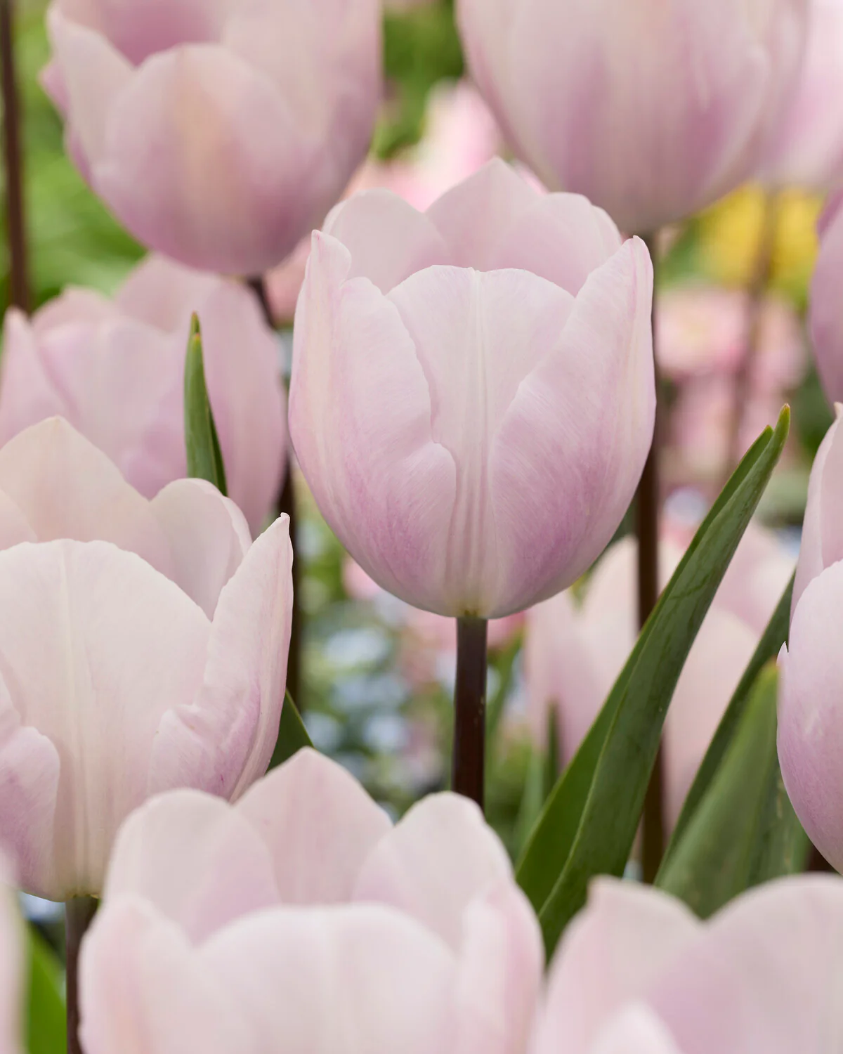 Tulip 'Silver Cloud' - Image 6