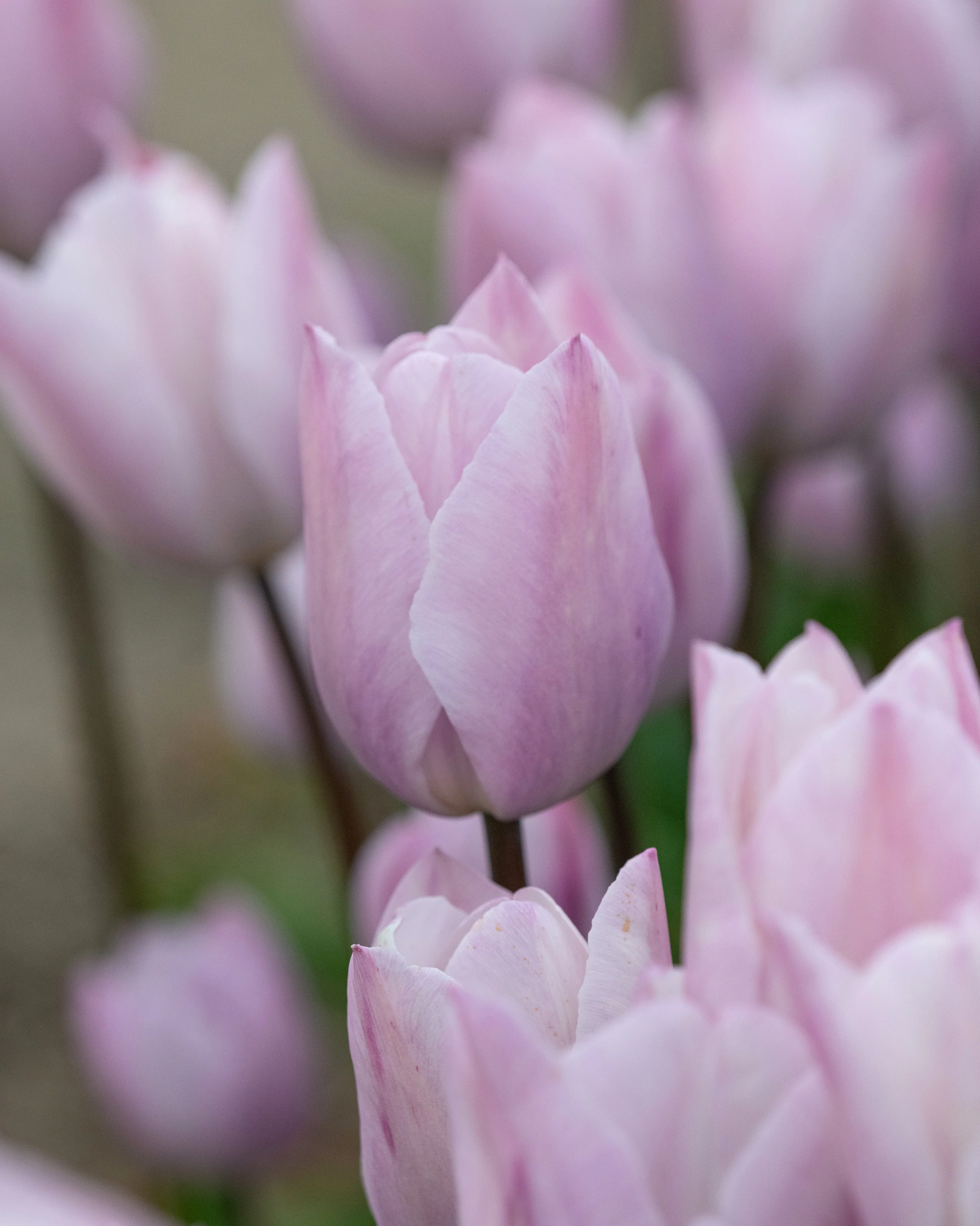 Tulip 'Silver Cloud' - Image 8