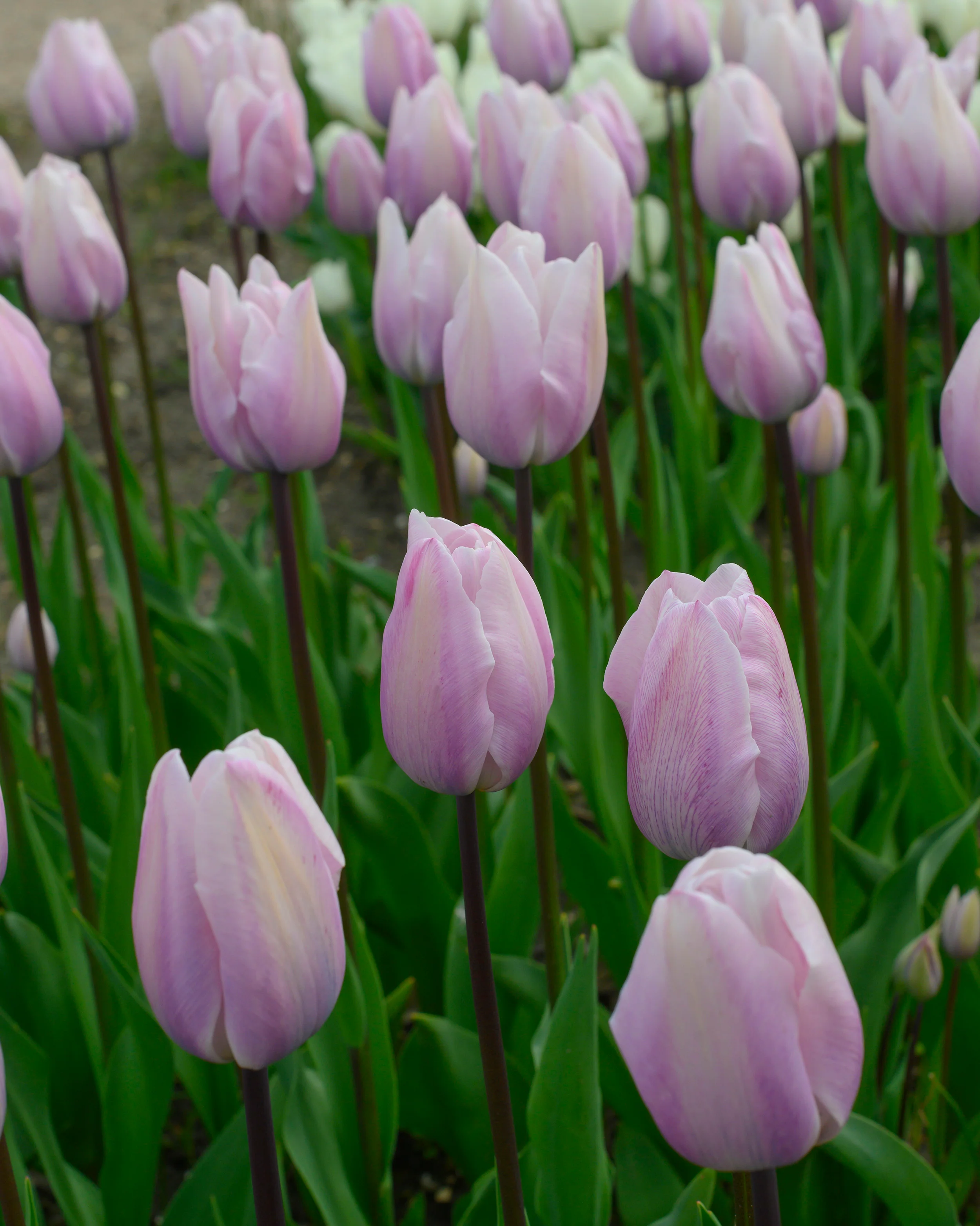 Tulip 'Silver Cloud' - Image 9