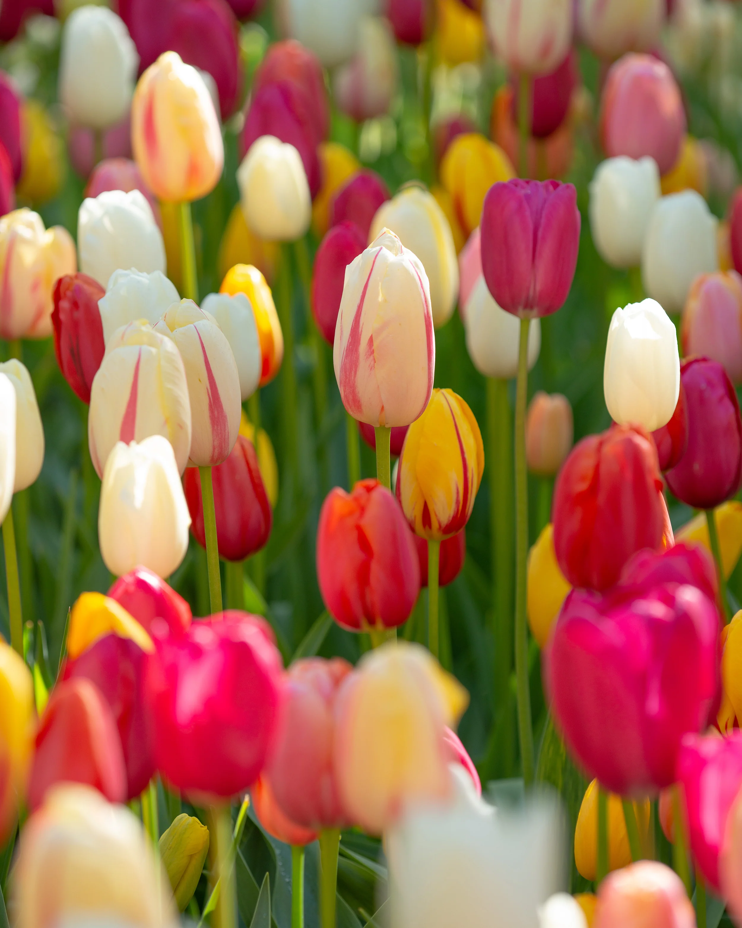 Tulip 'Single Late Mixed' - Image 4