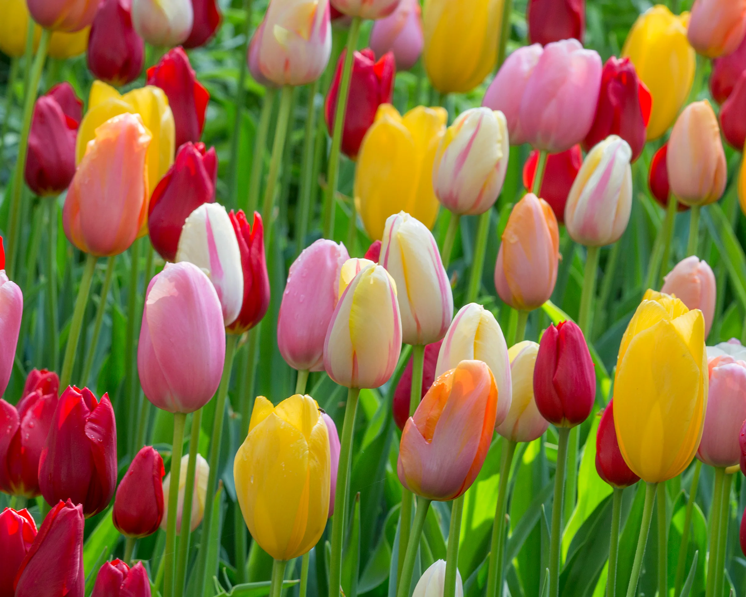 Tulip 'Single Late Mixed' - Image 9