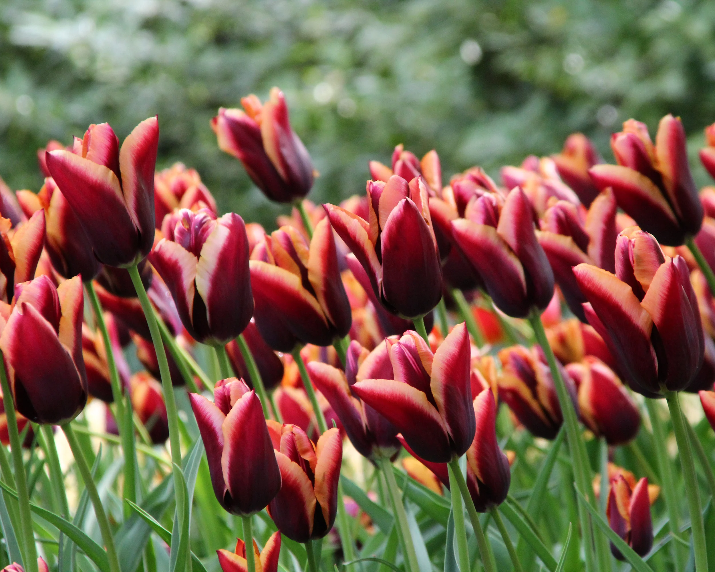 Tulip 'Slawa' - Image 3