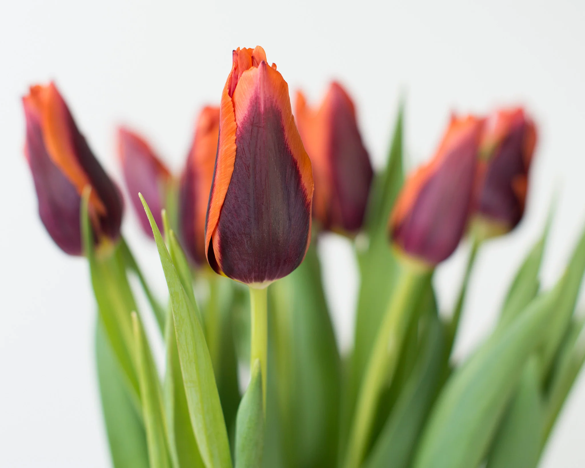 Tulip 'Slawa' - Image 5