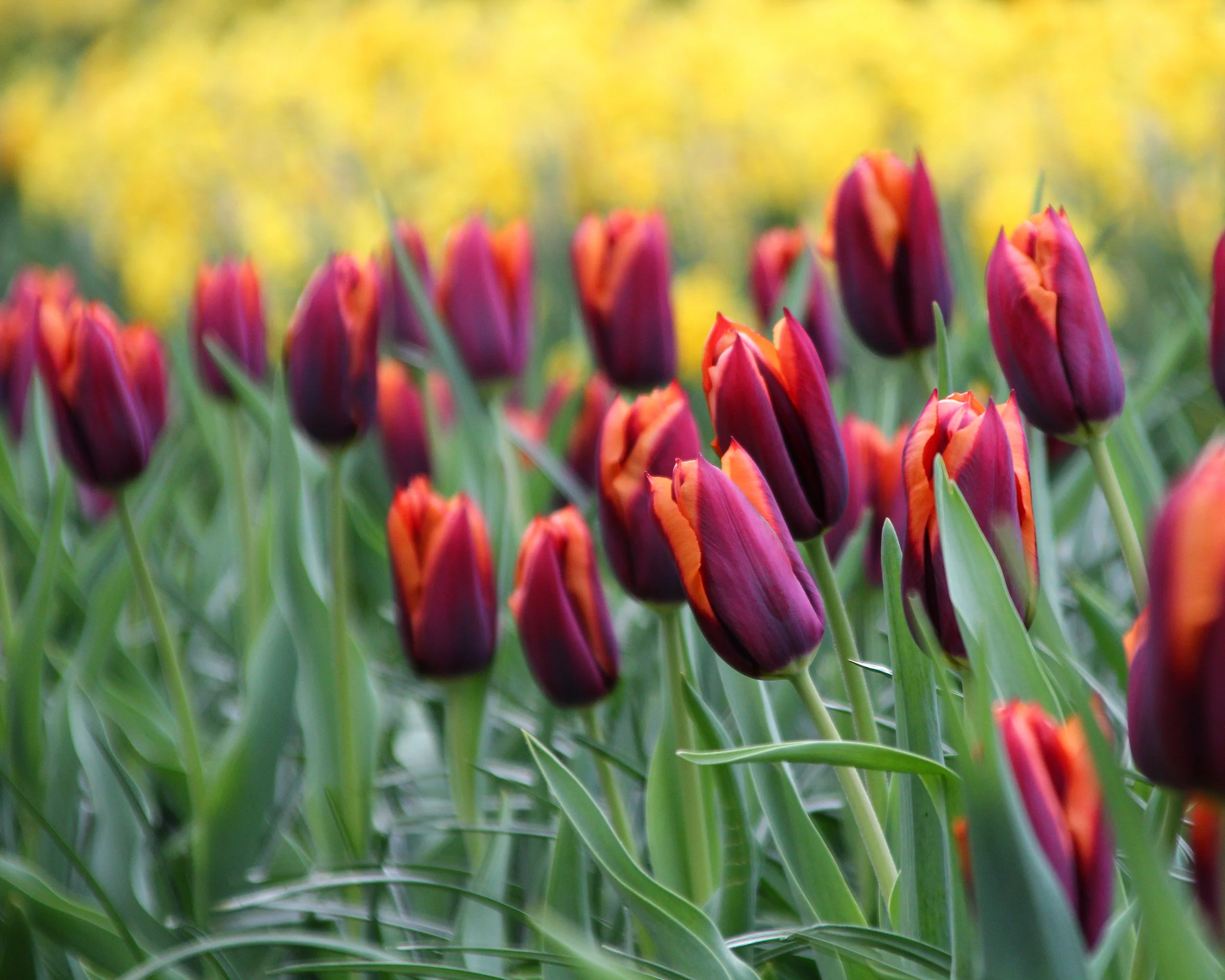 Tulip 'Slawa' - Image 6