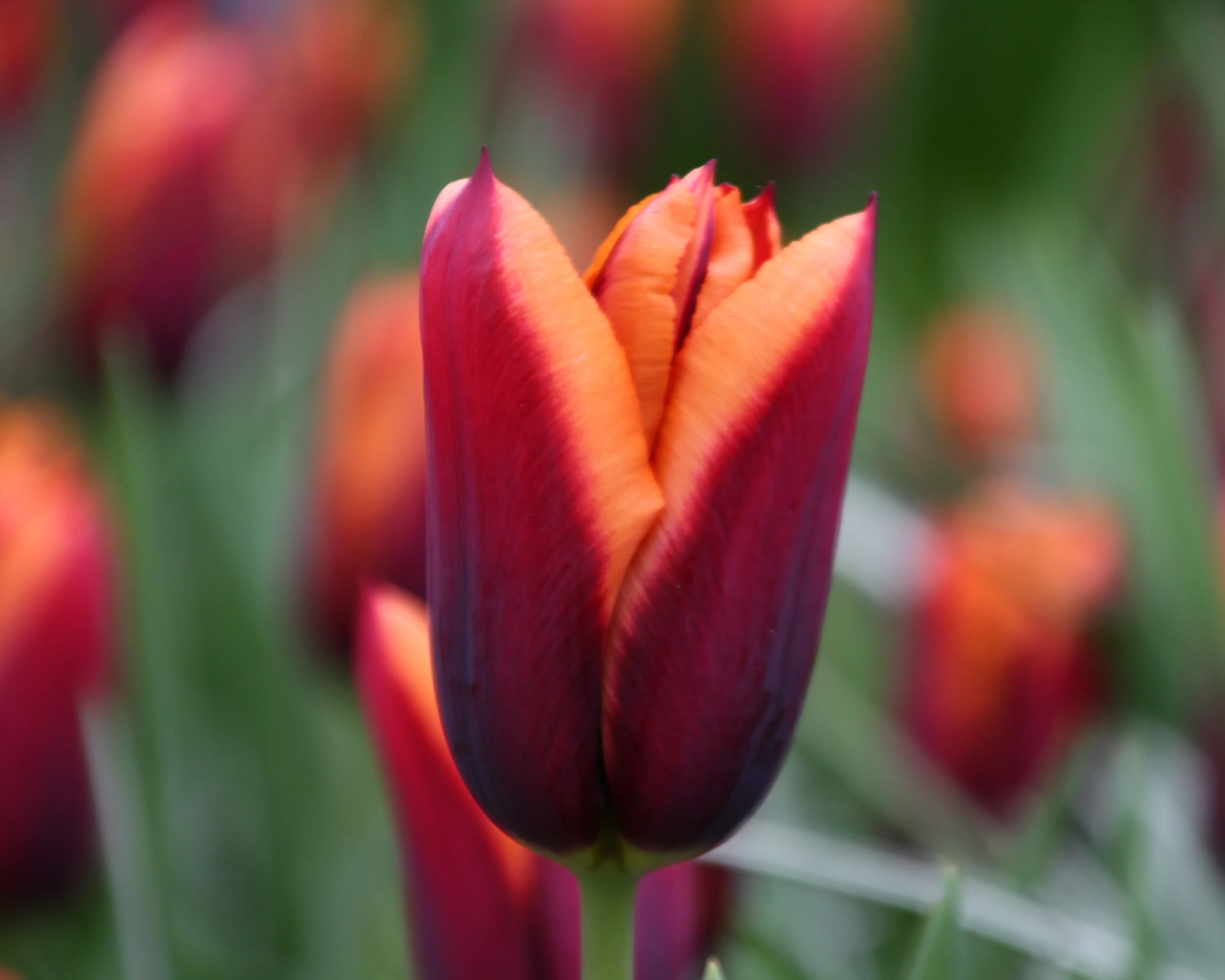 Tulip 'Slawa' - Image 7