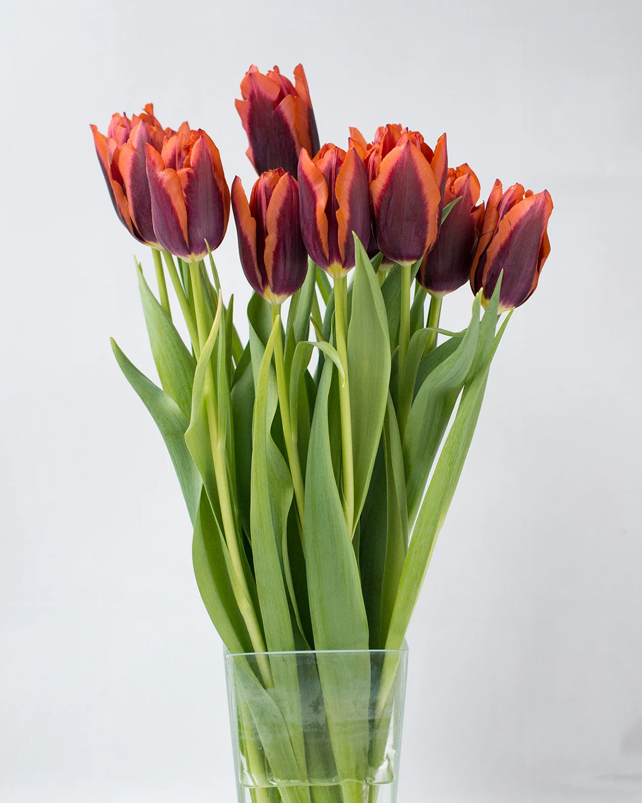 Tulip 'Slawa' - Image 8