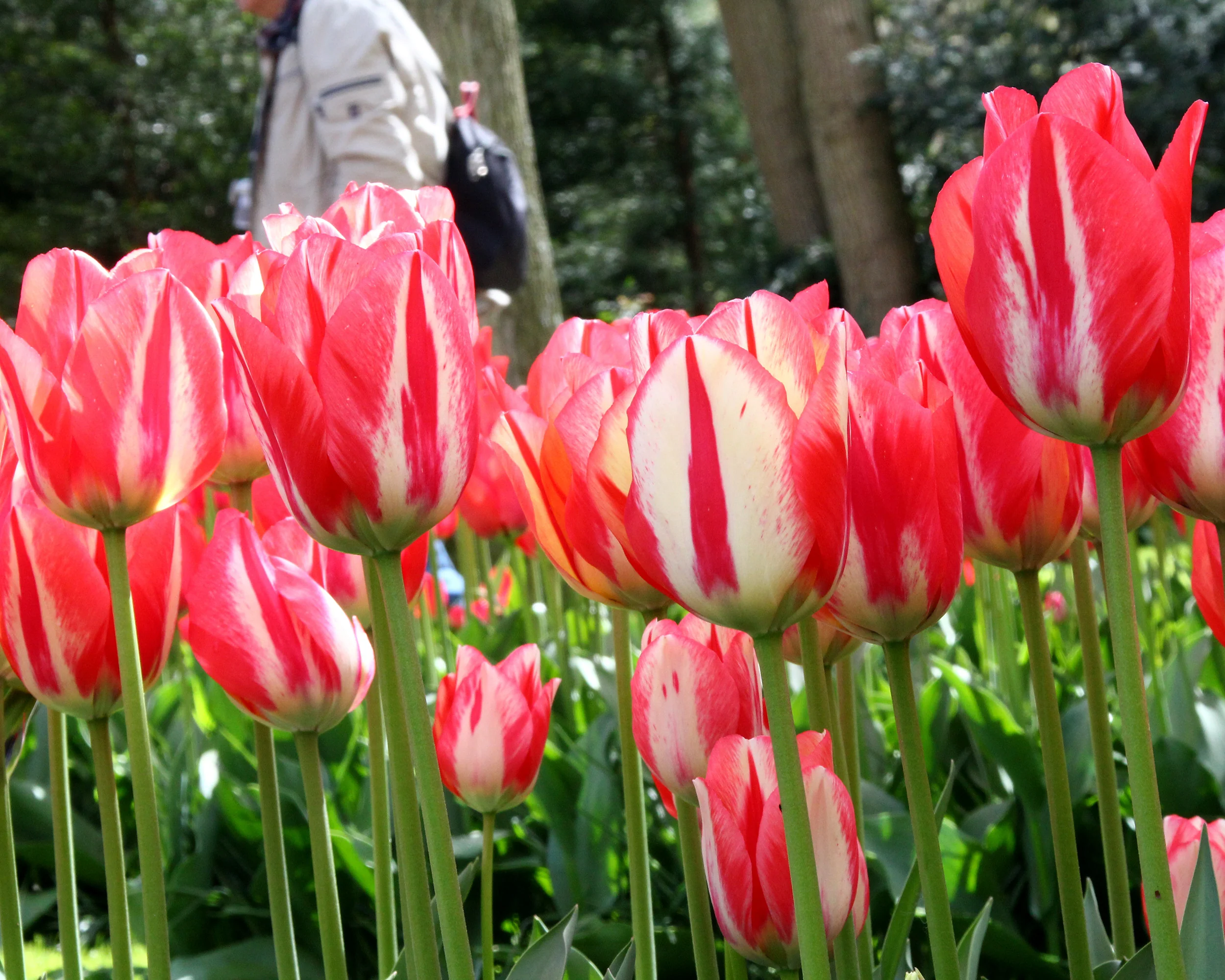 Tulip 'Spryng Break' - Image 2