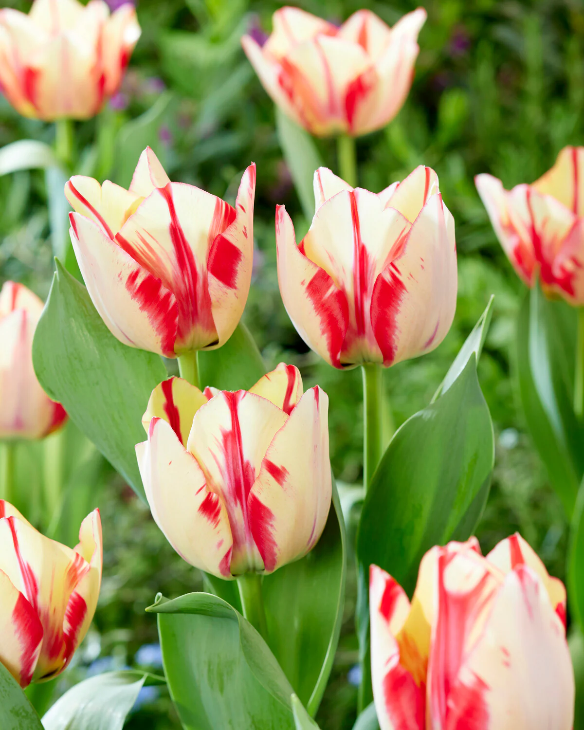 Tulip 'Spryng Rembrandt' - Image 3